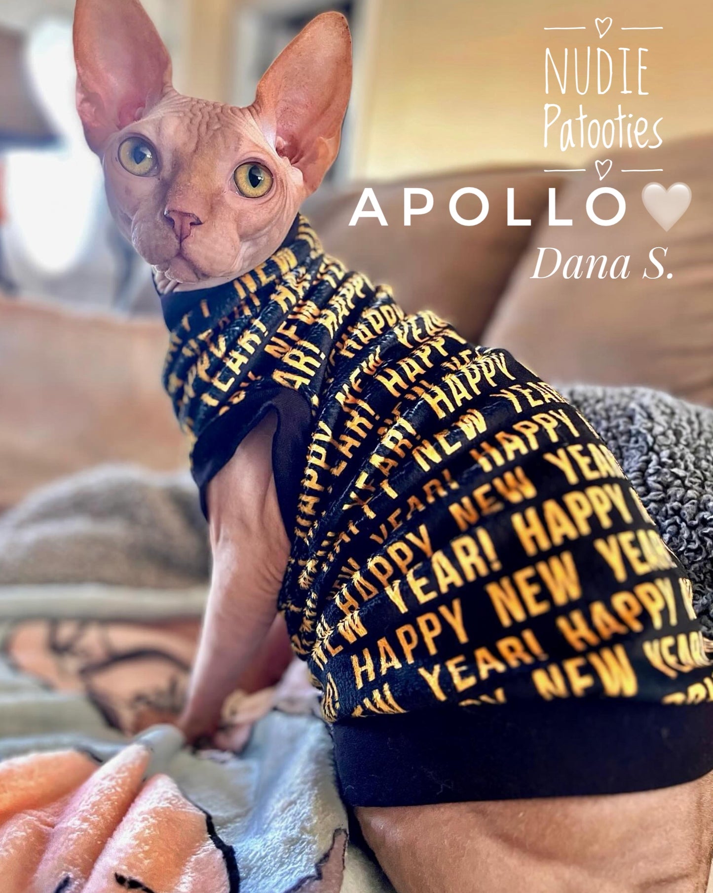 Sphynx cat and kitten shirt. Sphynx cat clothes