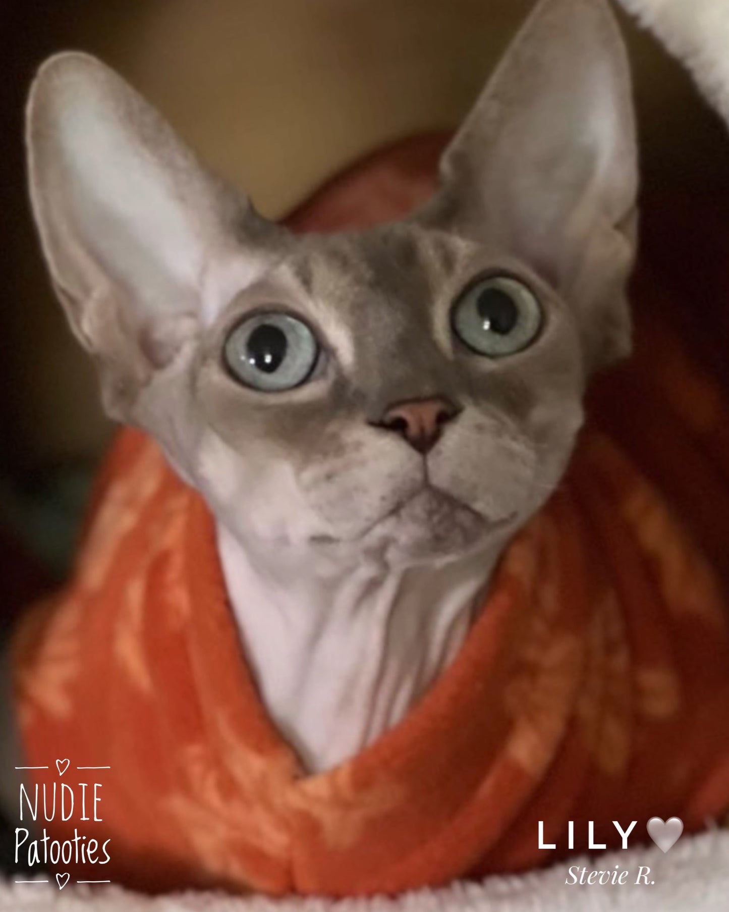 Best sphynx cat clothes. Fleece shirt for sphynx cat and kitten.