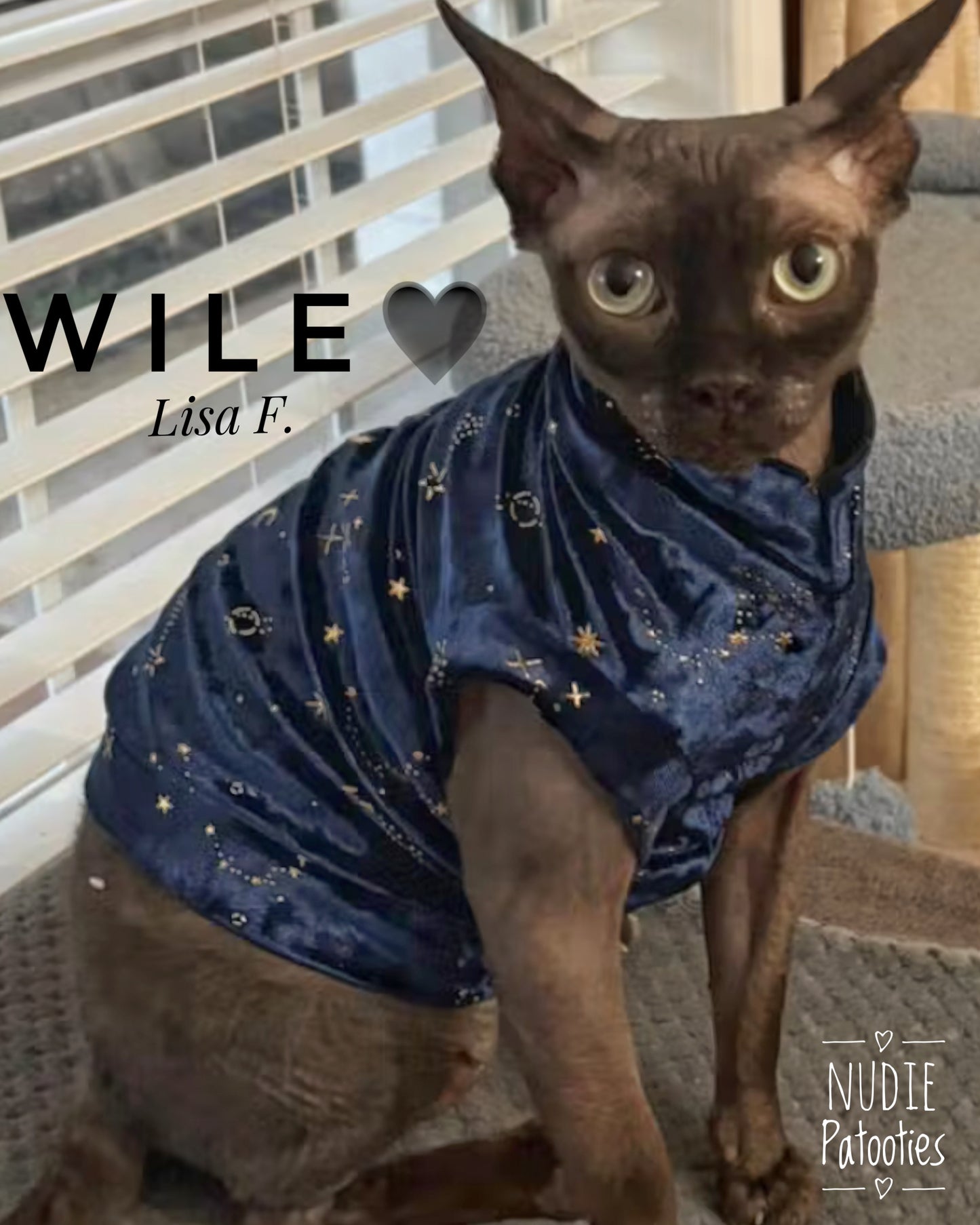 sphynx cat and kitten shirt. sphynx cat clothes