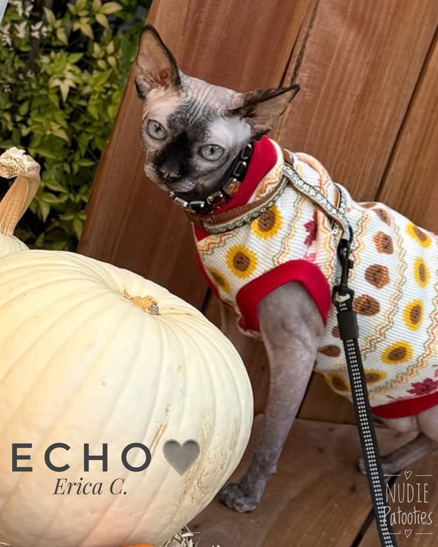 Fall waffle sphynx cat and kitten shirt. Best sphynx cat clothes.