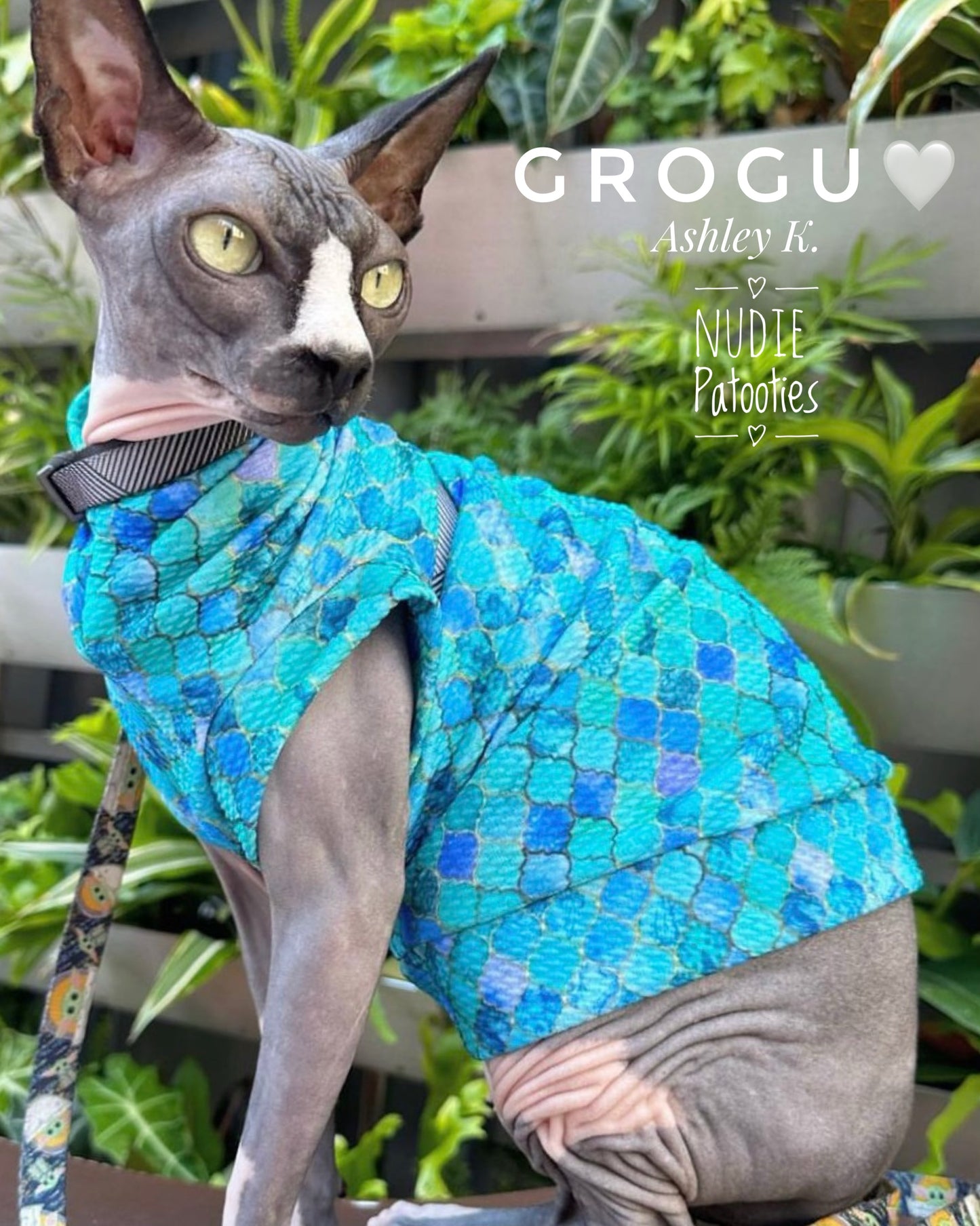 sphynx cat and kitten shirt. sphynx cat clothes