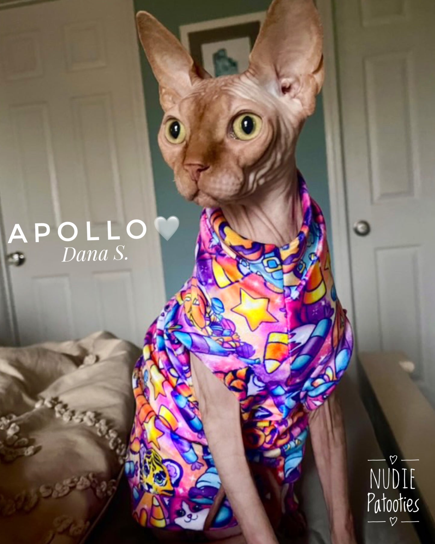 Best Sphynx cat clothing. Hairless cat apparel. Sphynx cat sweaters. Cat clothes for hairless cats. Warm sphynx cat outfits. Sphynx cat hoodies. Cozy cat wear. Cat shirts for Sphynx. Pet clothing for Sphynx cats. Winter clothes for sphynx cats. Sphynx cat fashion. Hairless cat t-shirts. Soft cat jumpers. Seasonal cat clothing.