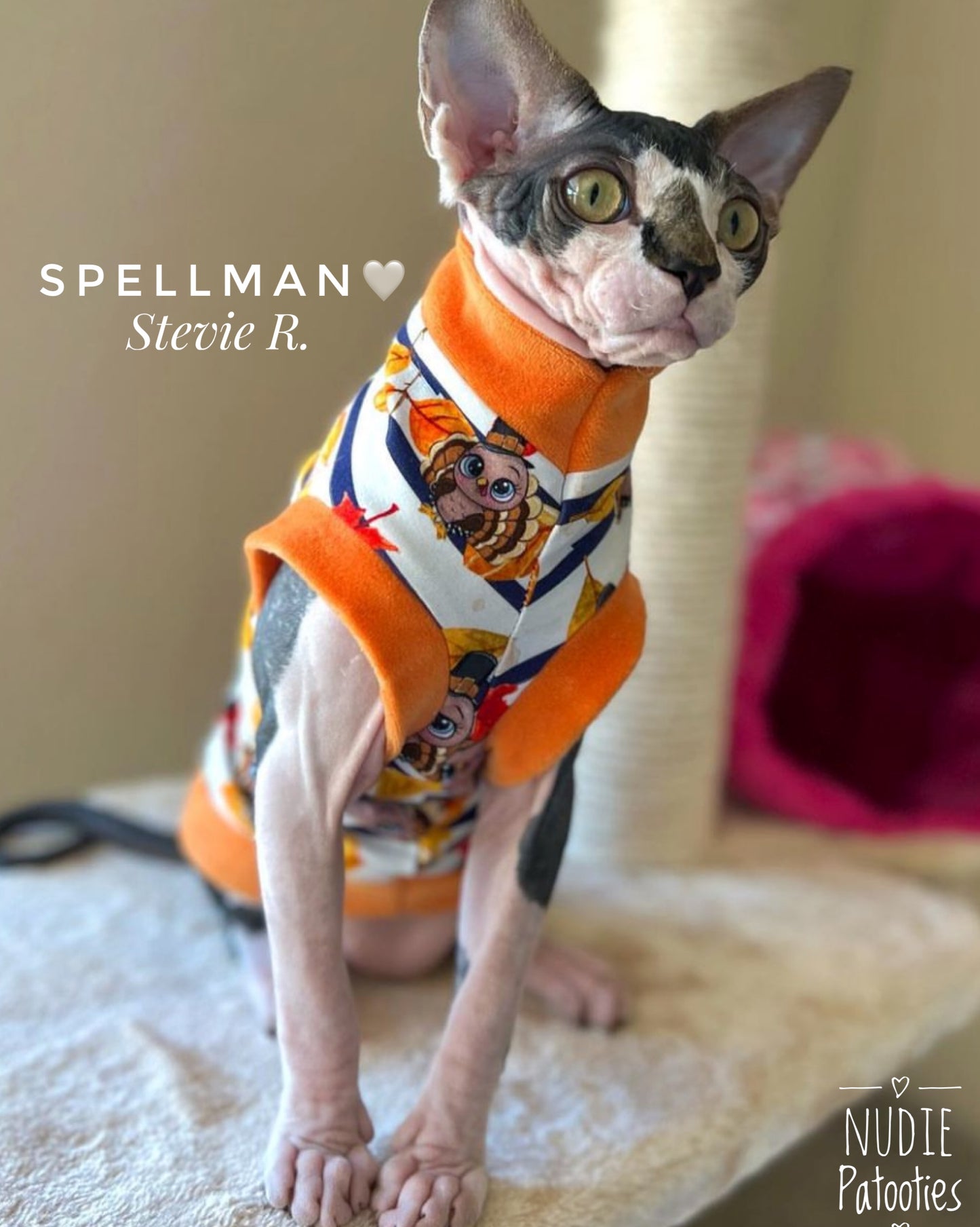 Sphynx cat and kitten turkey shirt. Sphynx cat clothes