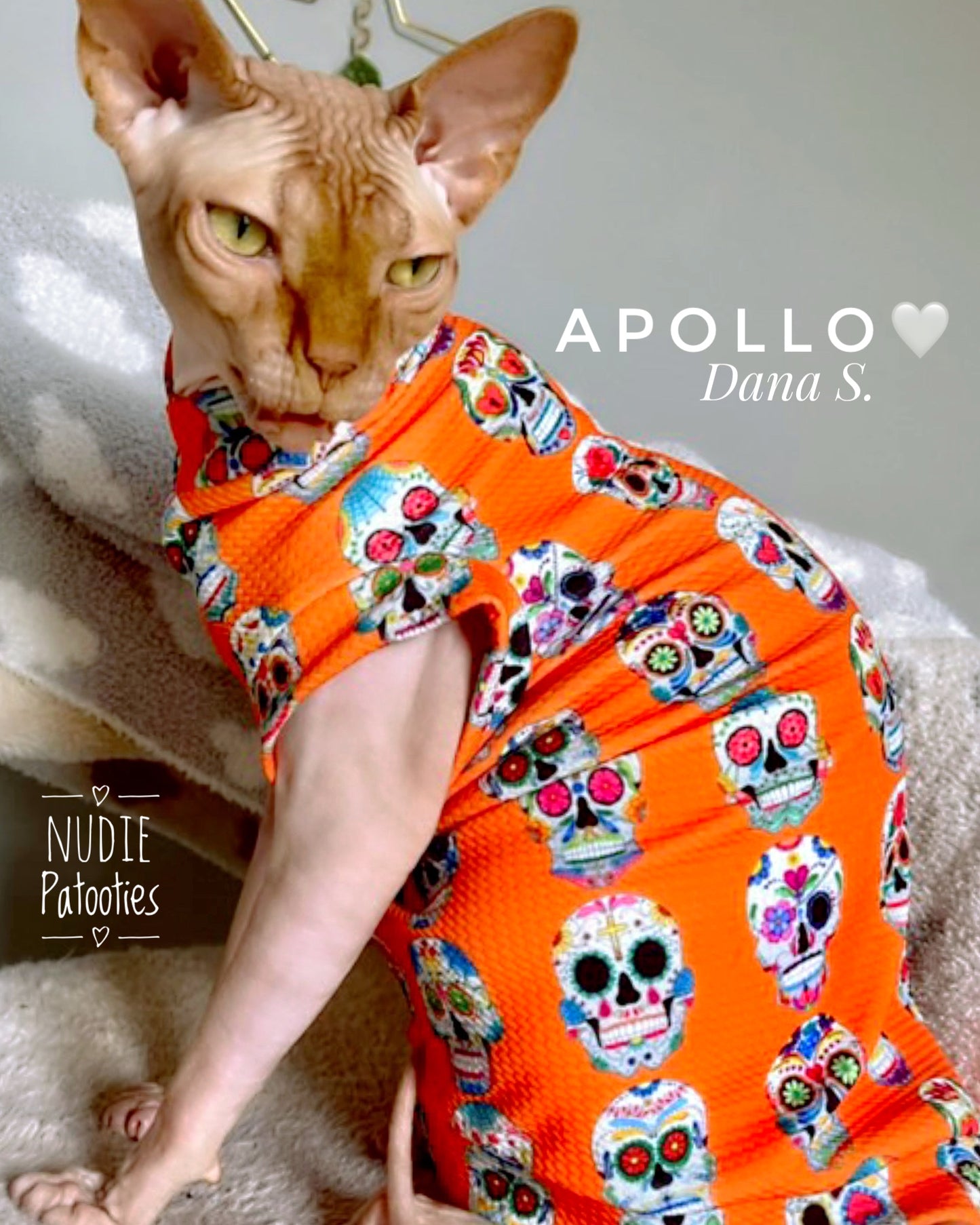 Sphynx cat and kitten Halloween shirt. Sphynx cat clothes.