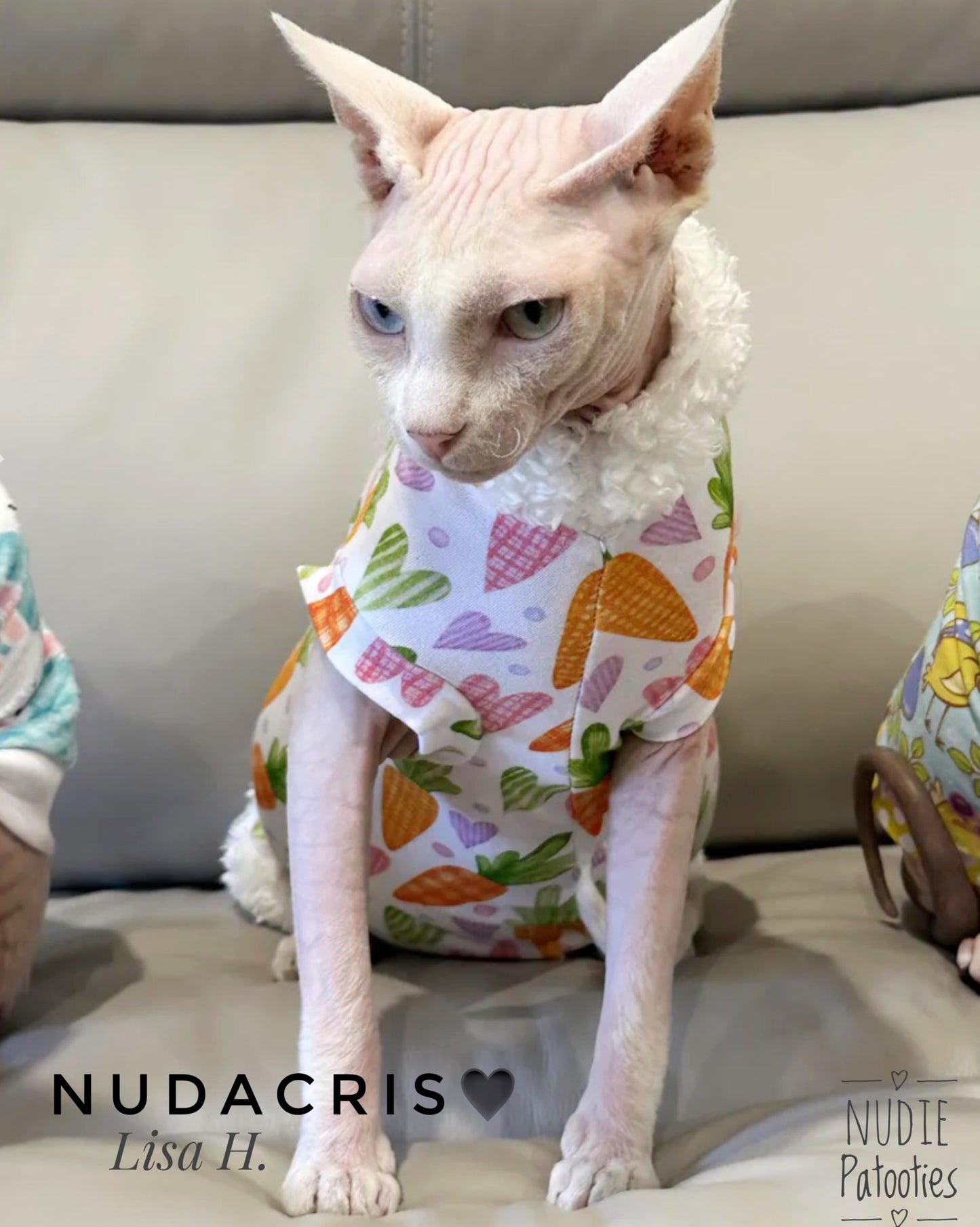 Sphynx cat Easter shirt with carrots, hearts and fur trim. Sphynx cat clothes