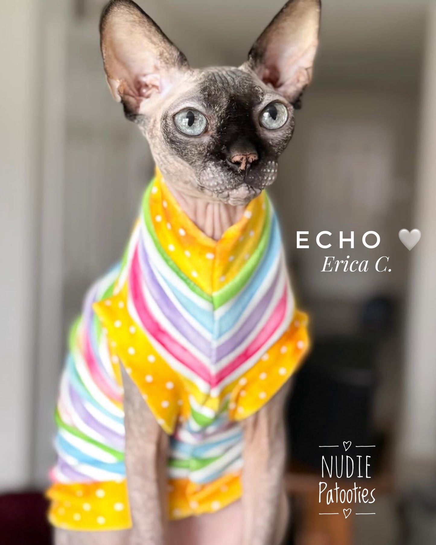 Sphynx cat and kitten bright soft shirt. Best sphynx cat and hairless cat clothes, shirts, sweaters and swag.