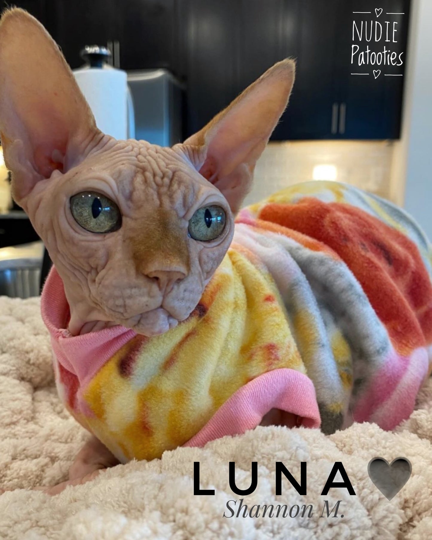 Sphynx cat and kitten shirt. Sphynx cat clothes