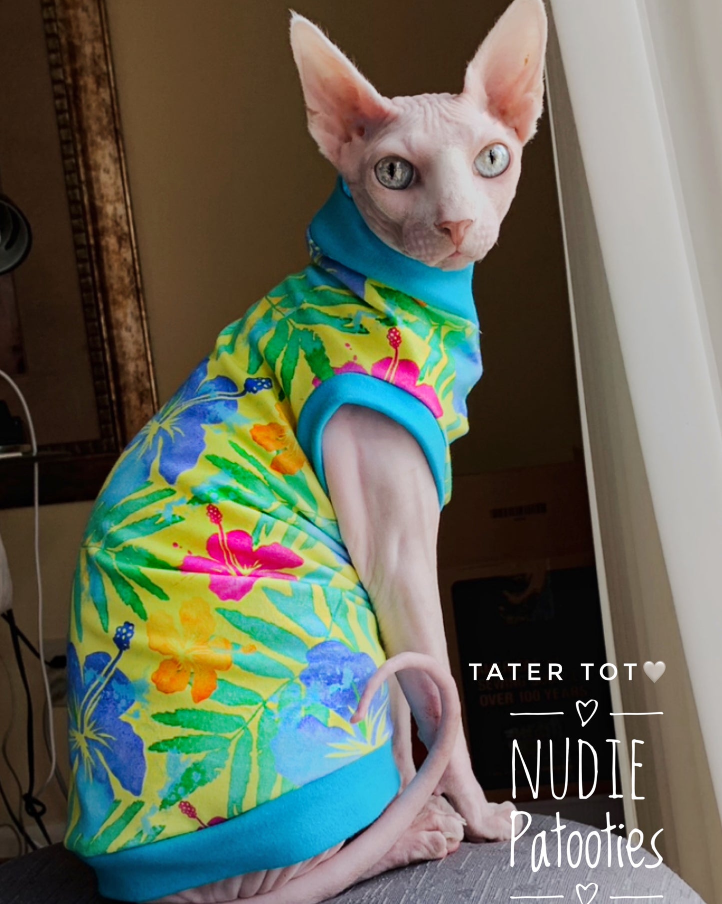 Sphynx cat and kitten shirt. Best sphynx cat and kitten clothes, shirts and swag.