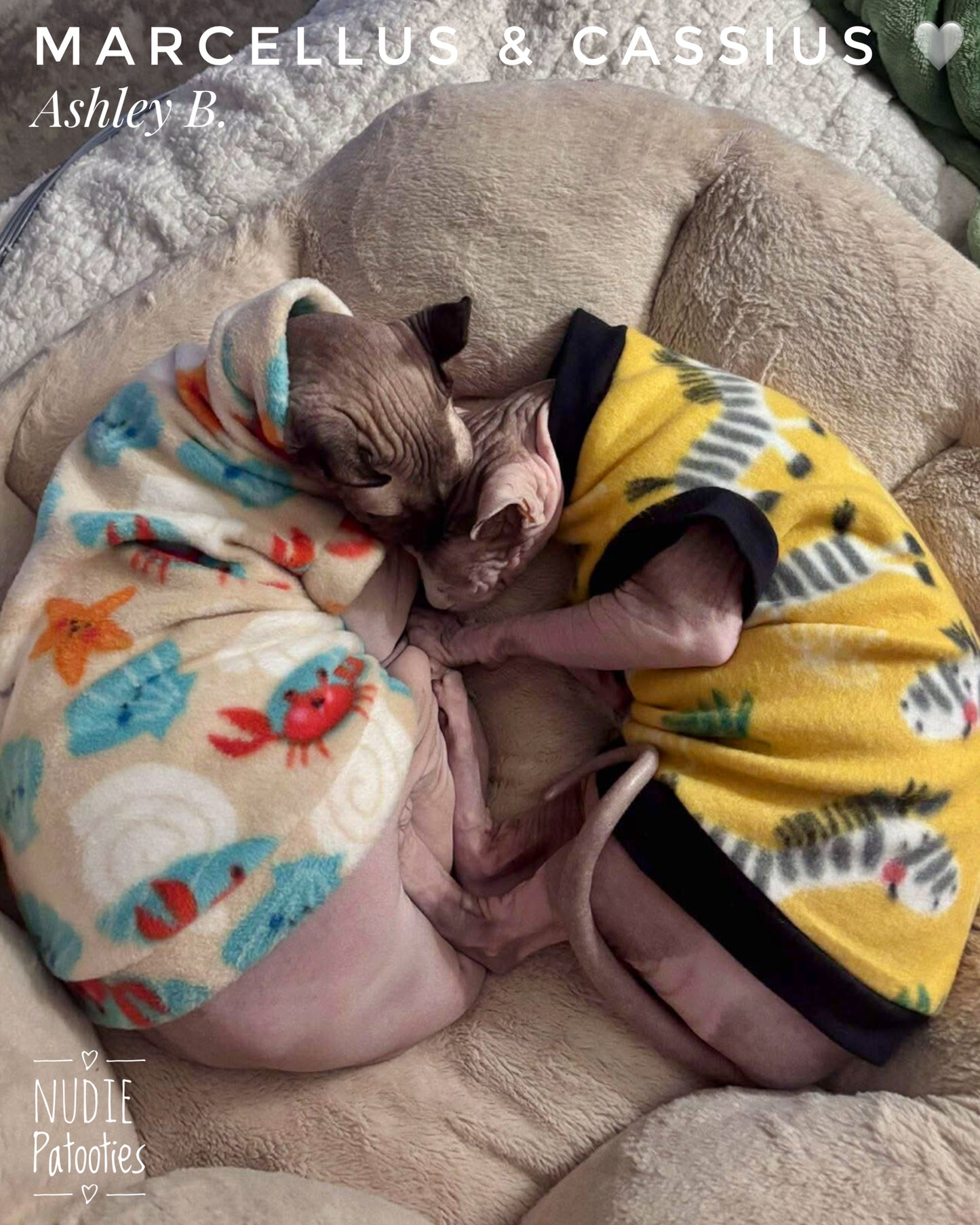 Best sphynx cat clothes. Warm and cozy sphynx cat and kitten fleece shirt. Sphynx cat clothes