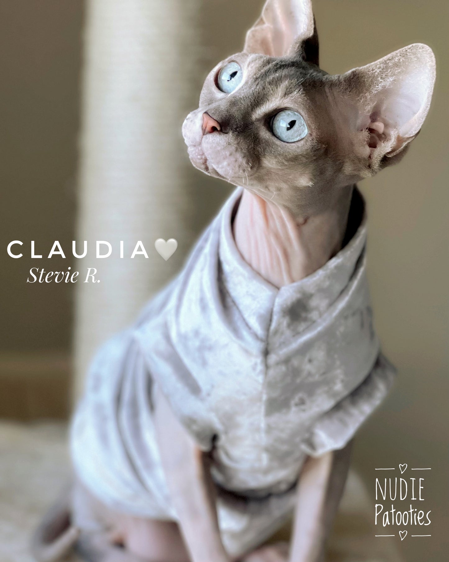 Sphynx cat and kitten velvet shirt. sphynx cat clothes