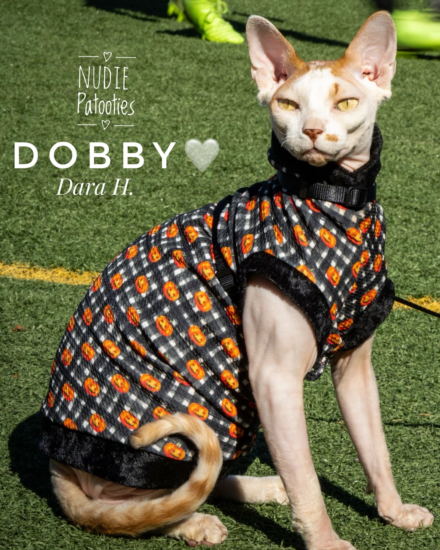 Sphynx Cat and Kitten shirt. sphynx cat clothes