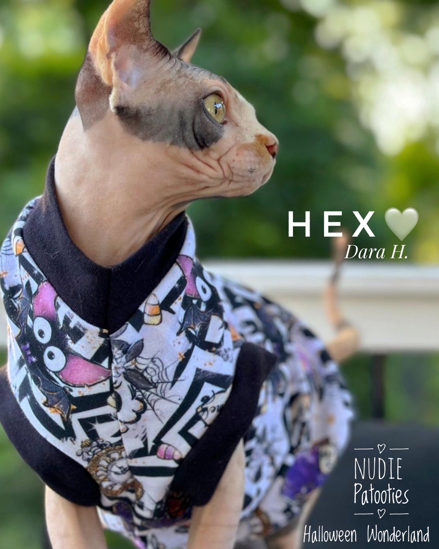 sphynx cat and kitten shirt. sphynx cat clothes