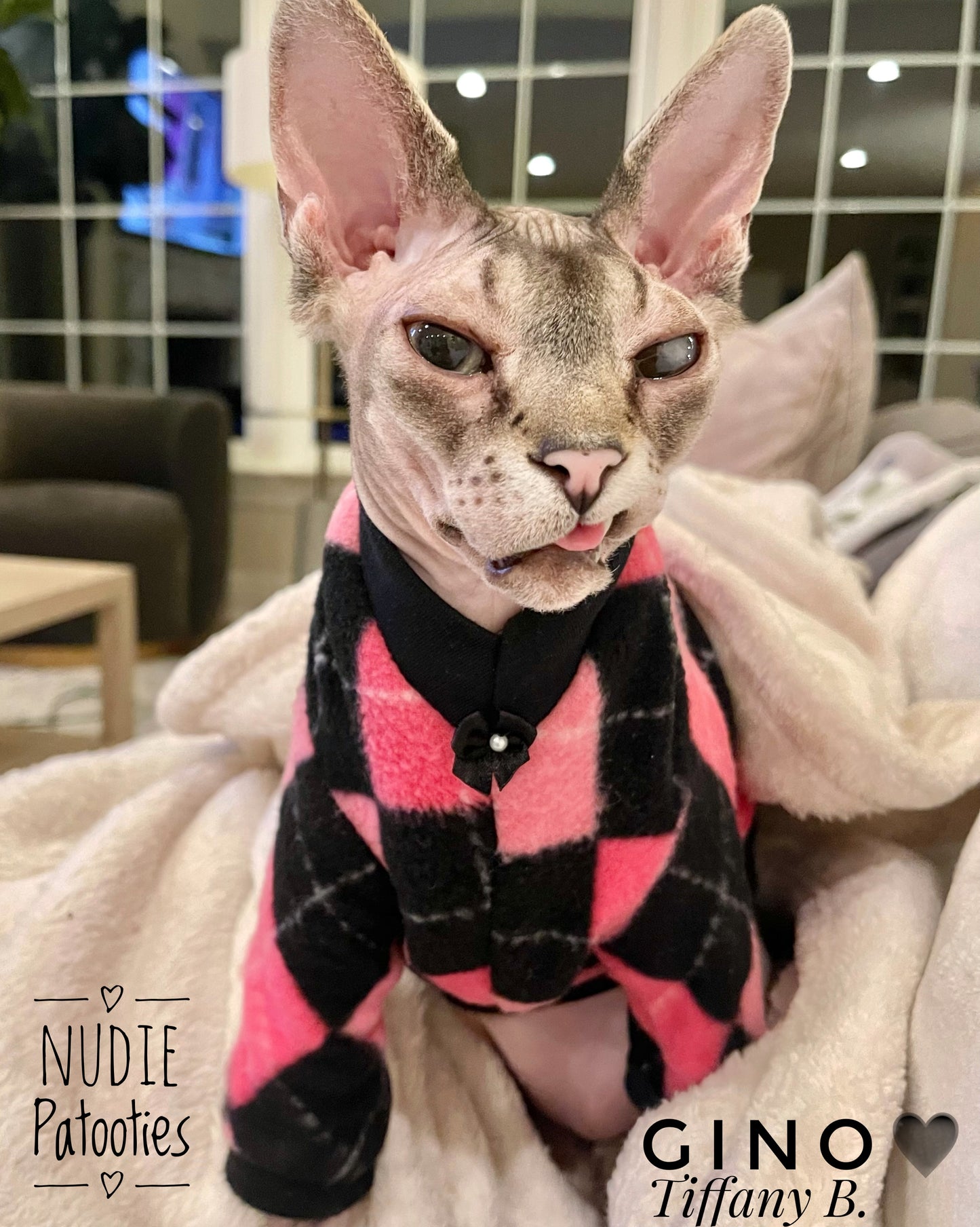 Sphynx cat and kitten shirt. Sphynx cat clothes.