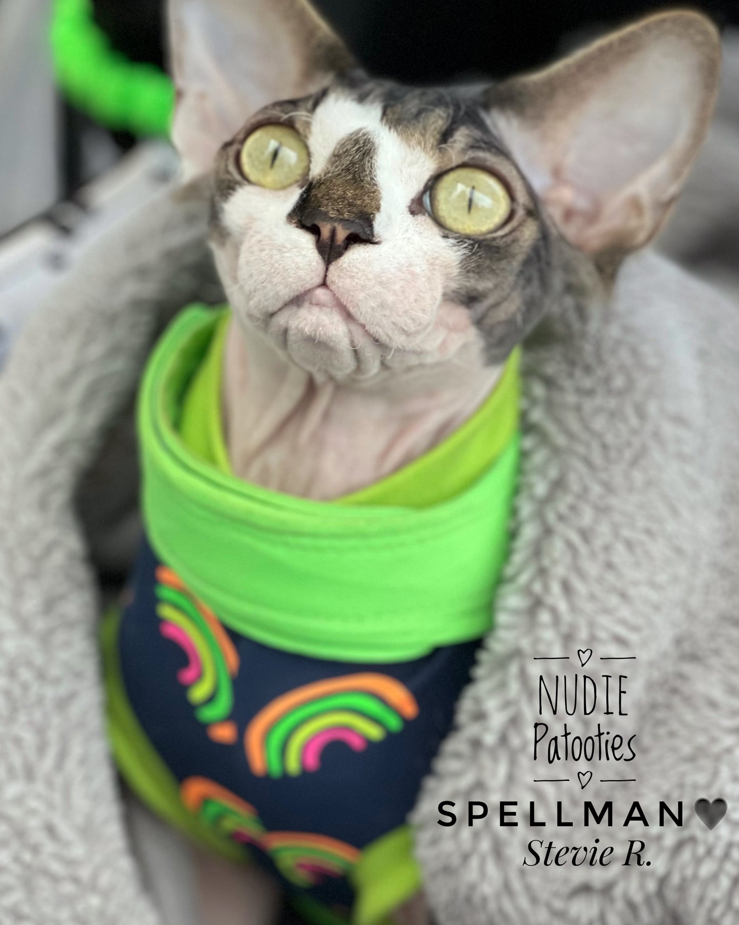 Sphynx cat and kitten neon rainbow shirt. Sphynx cat clothes.
