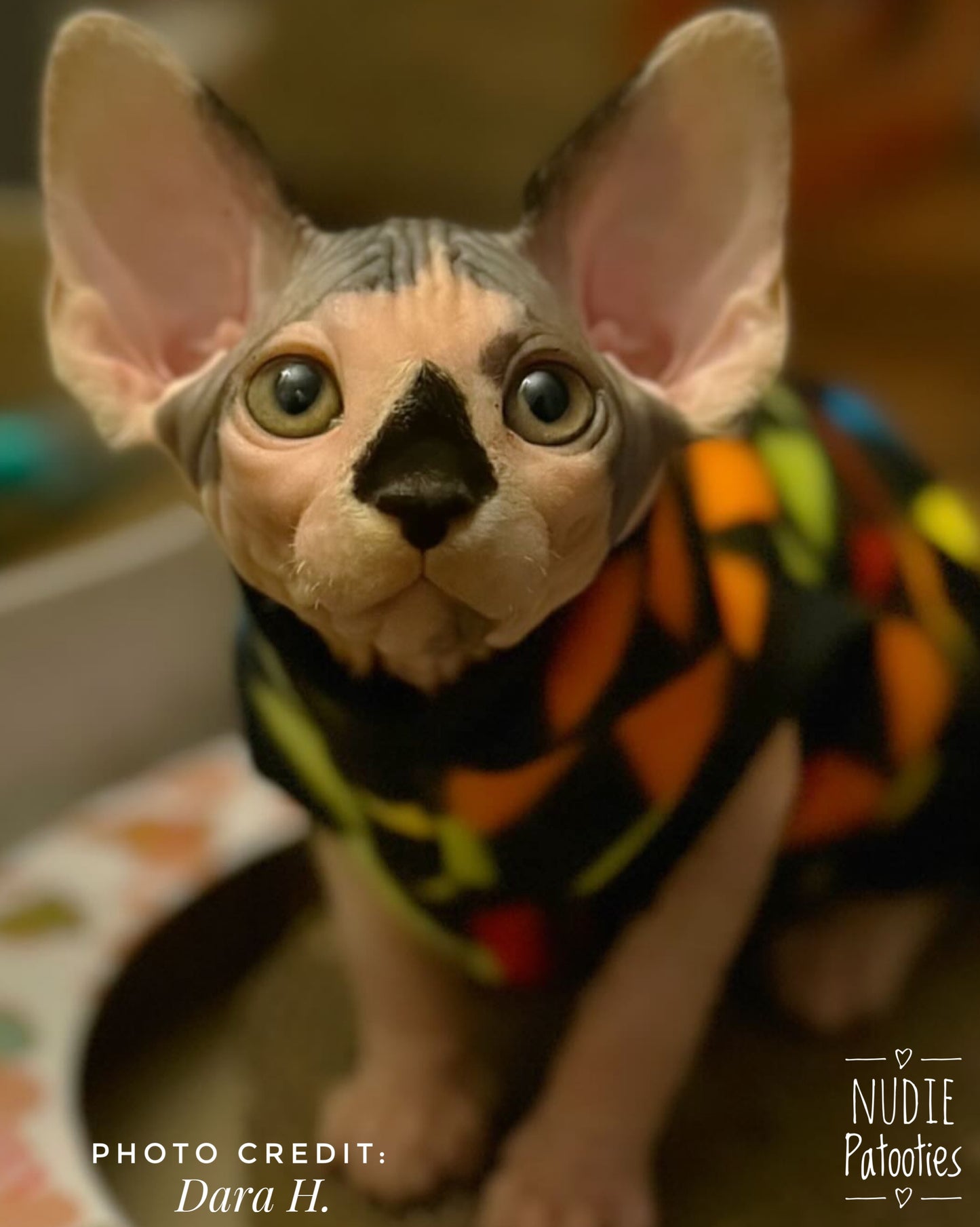 Sphynx cat and kitten fleece shirt. Sphynx cat clothes.