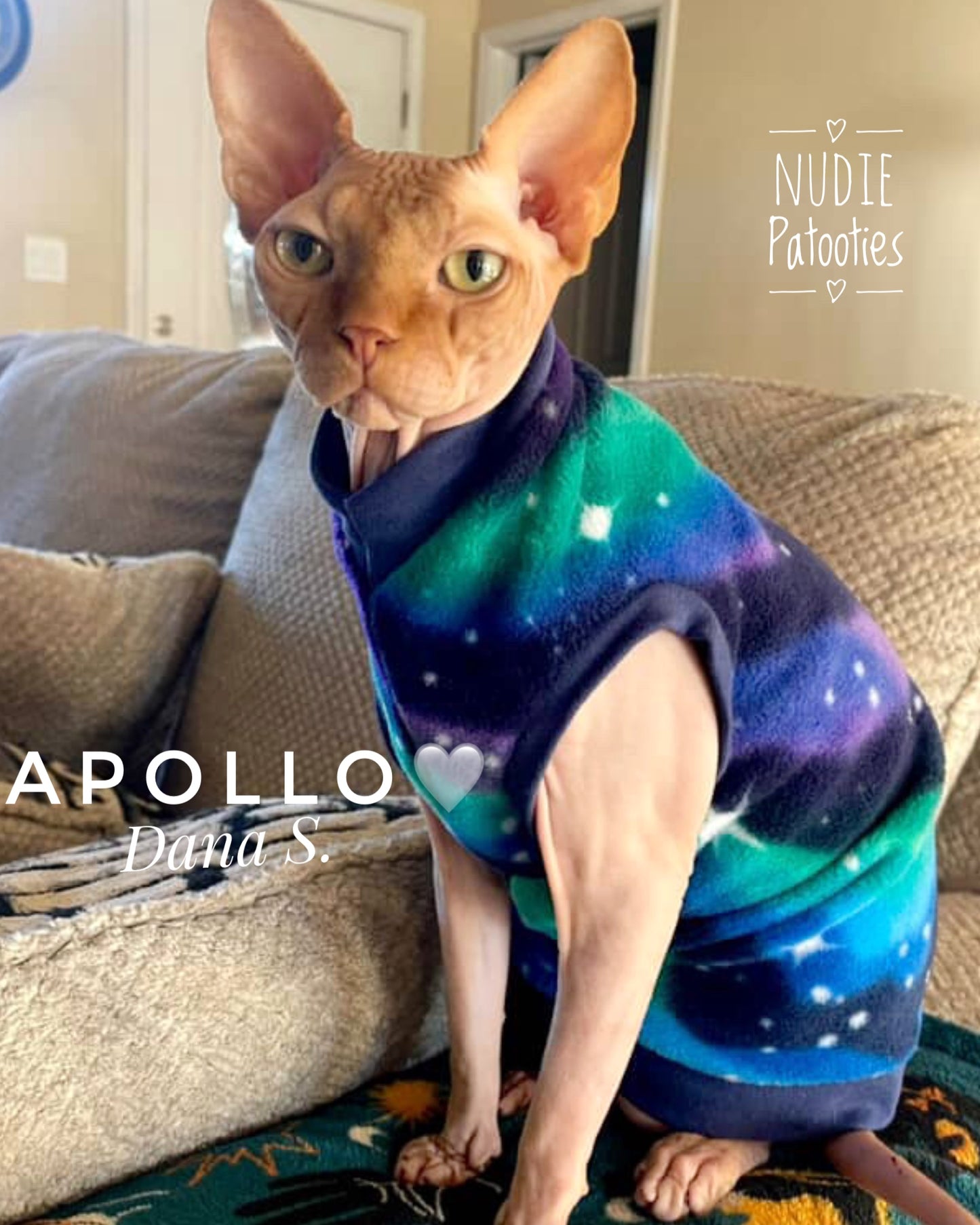 Warm sphynx cat and kitten fleece shirt sweater. Sphynx cat clothes.