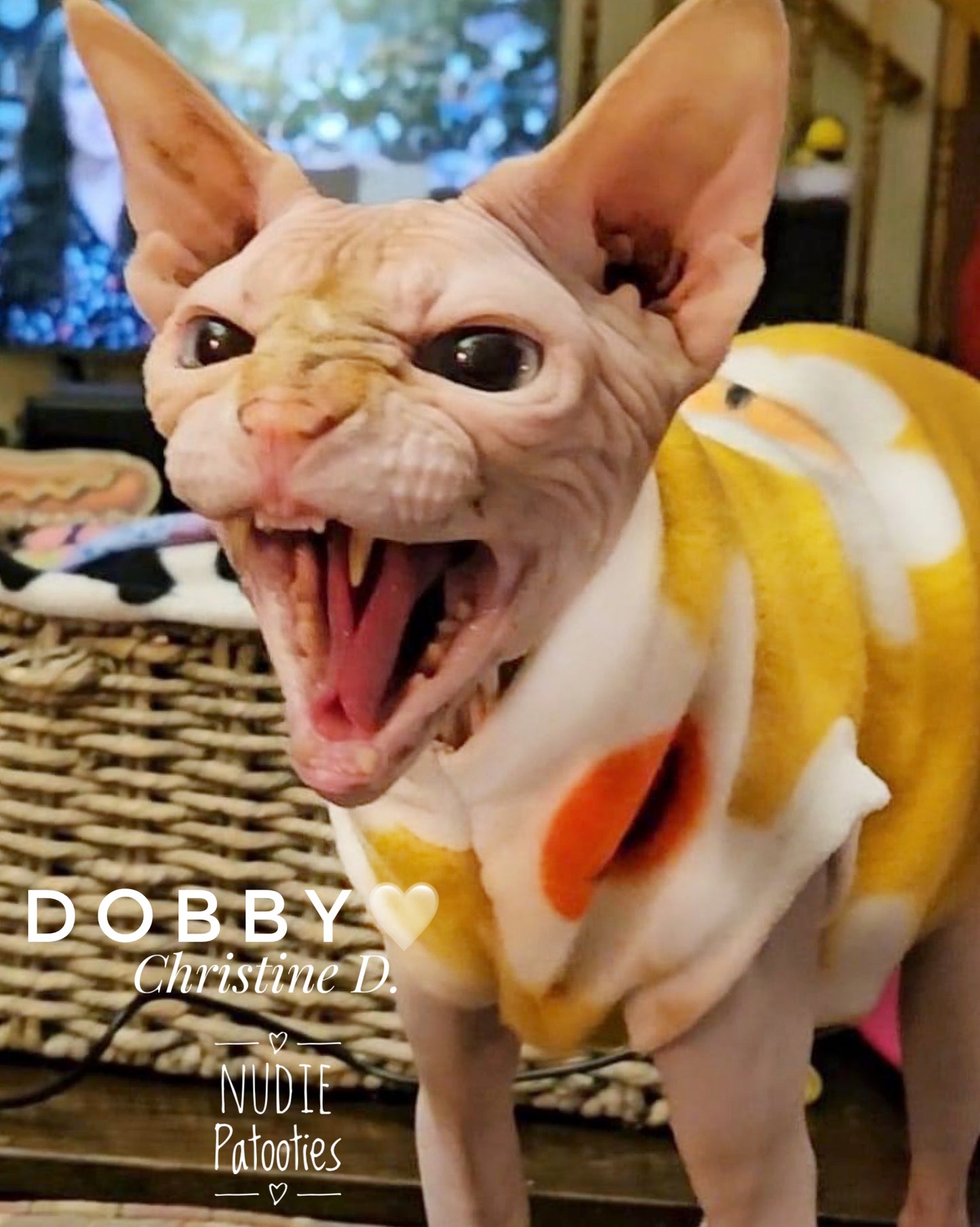 Sphynx cat and kitten fleece shirt. Sphynx cat clothes.