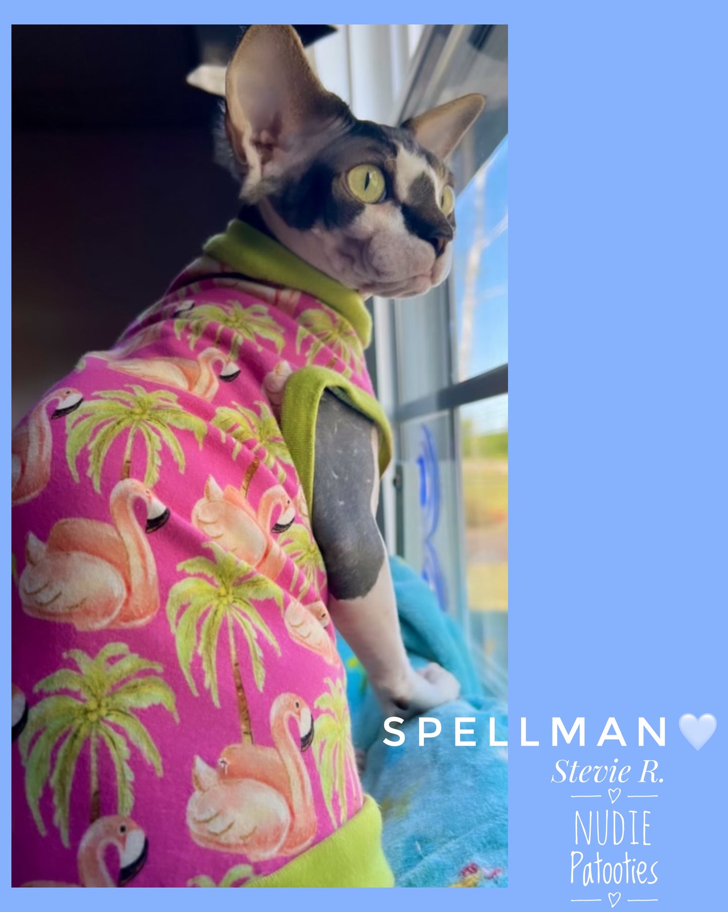 sphynx cat and kitten shirt. sphynx cat clothes