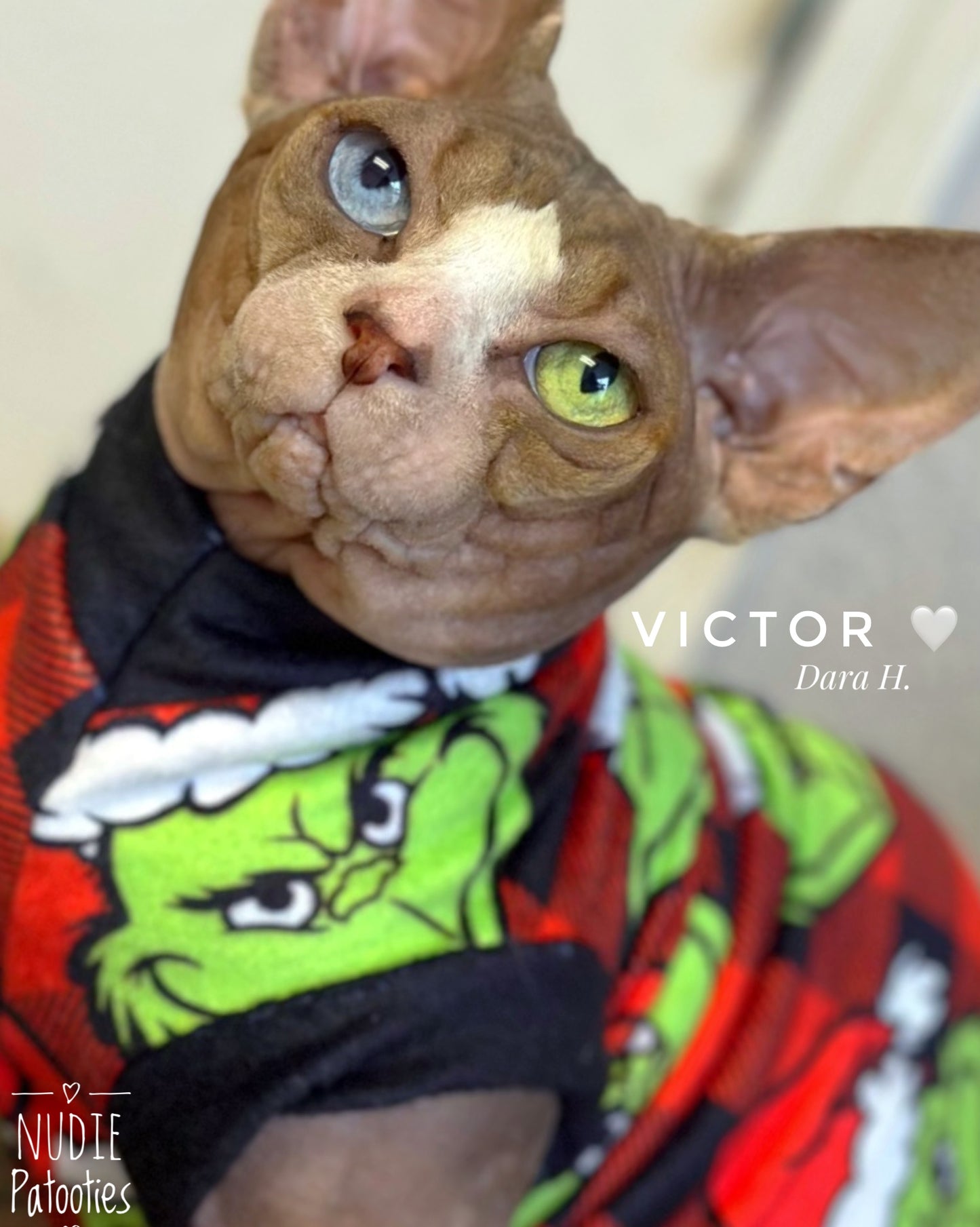 Sphynx cat and kitten Christmas shirt. Sphynx cat clothes.
