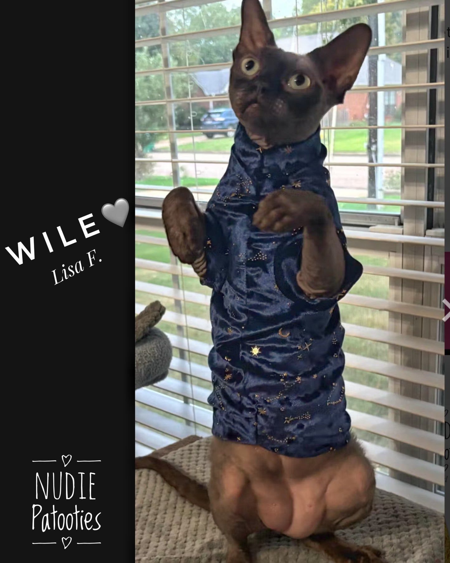 sphynx cat and kitten shirt. sphynx cat clothes