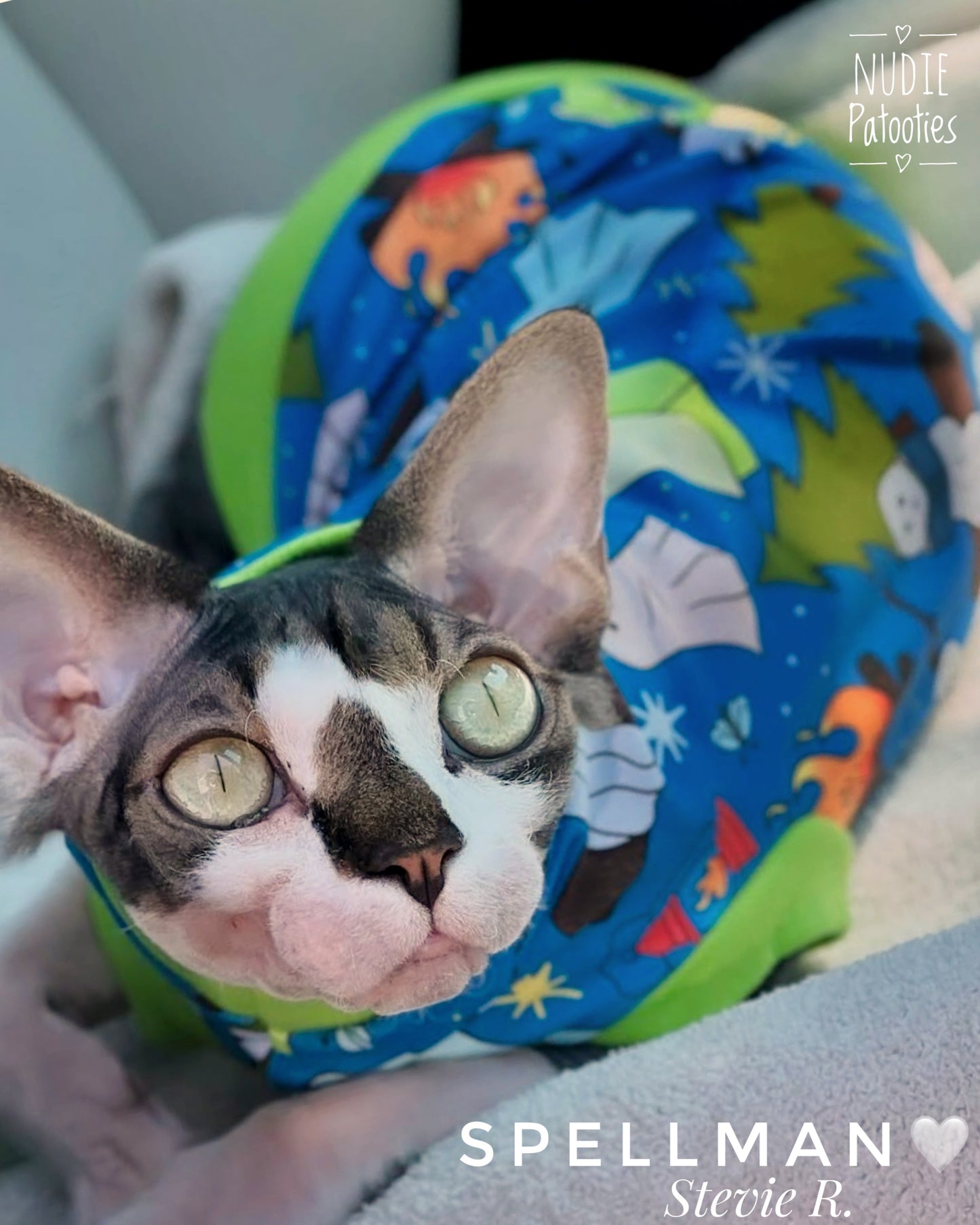 Best sphynx cat and kitten clothes and swag. Nudie Patooties