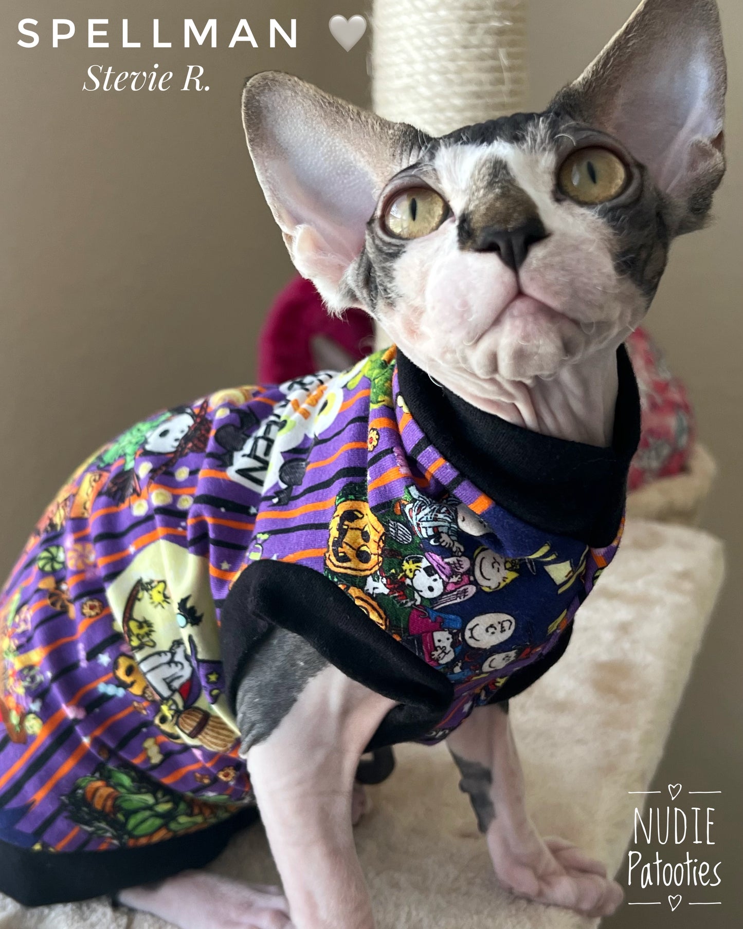 sphynx cat and kitten shirt. sphynx cat clothes