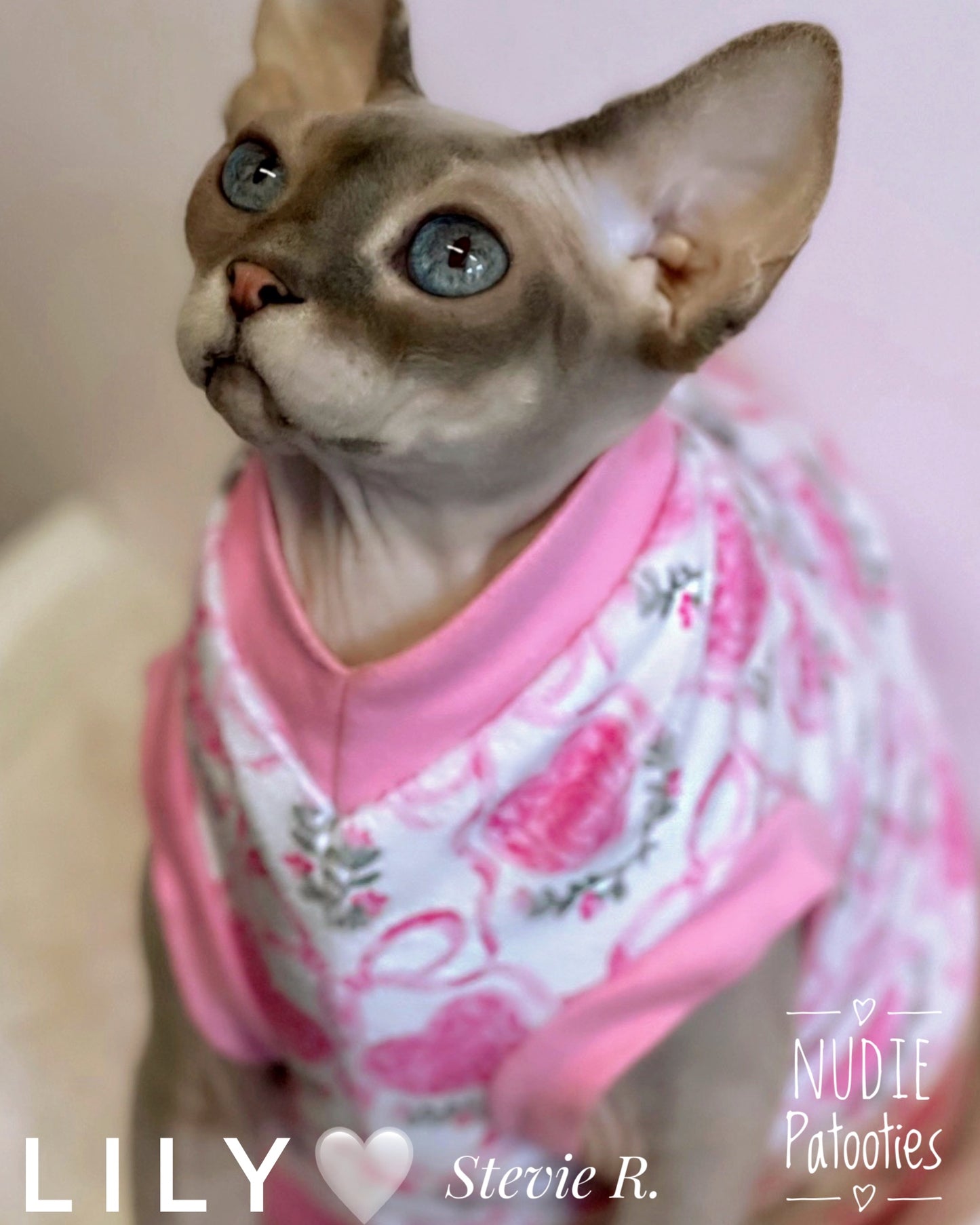 Coquette minky sphynx cat and kitten shirt. Best sphynx cat clothes, and sweaters for hairless cats.