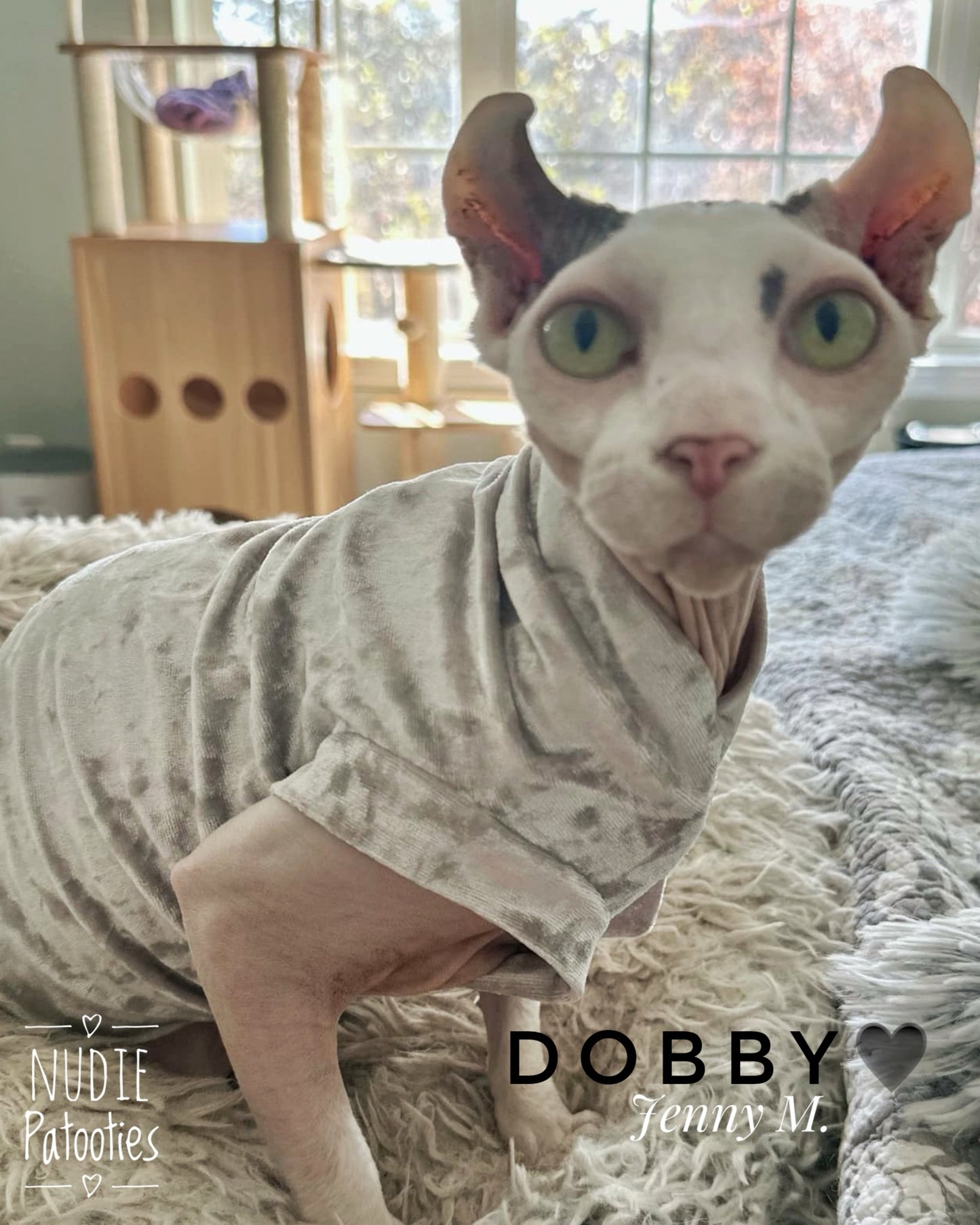 Sphynx cat and kitten shirt. Sphynx cat clothes.