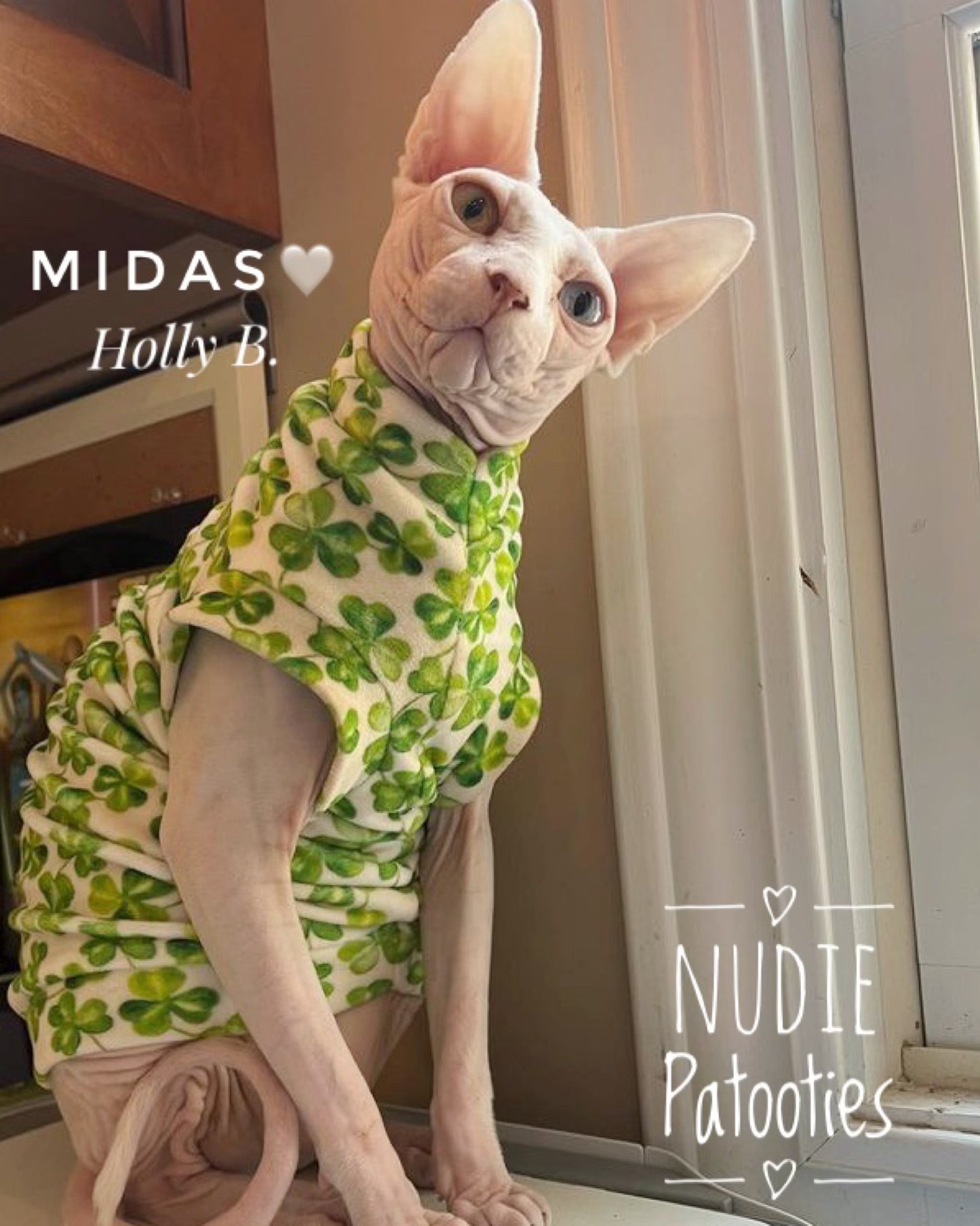 sphynx cat and kitten shirt. sphynx cat clothes