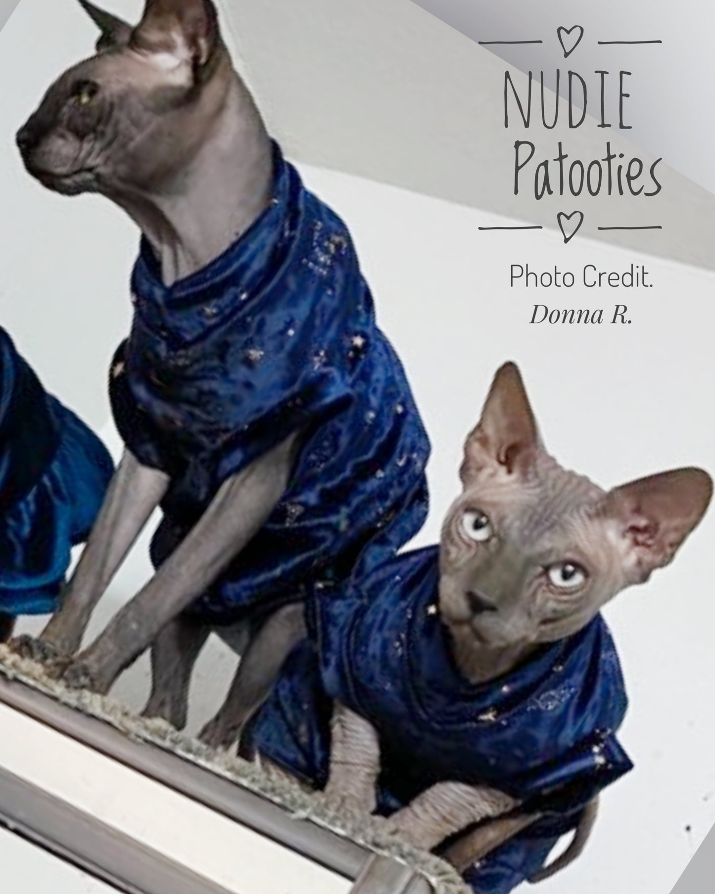sphynx cat and kitten shirt. sphynx cat clothes