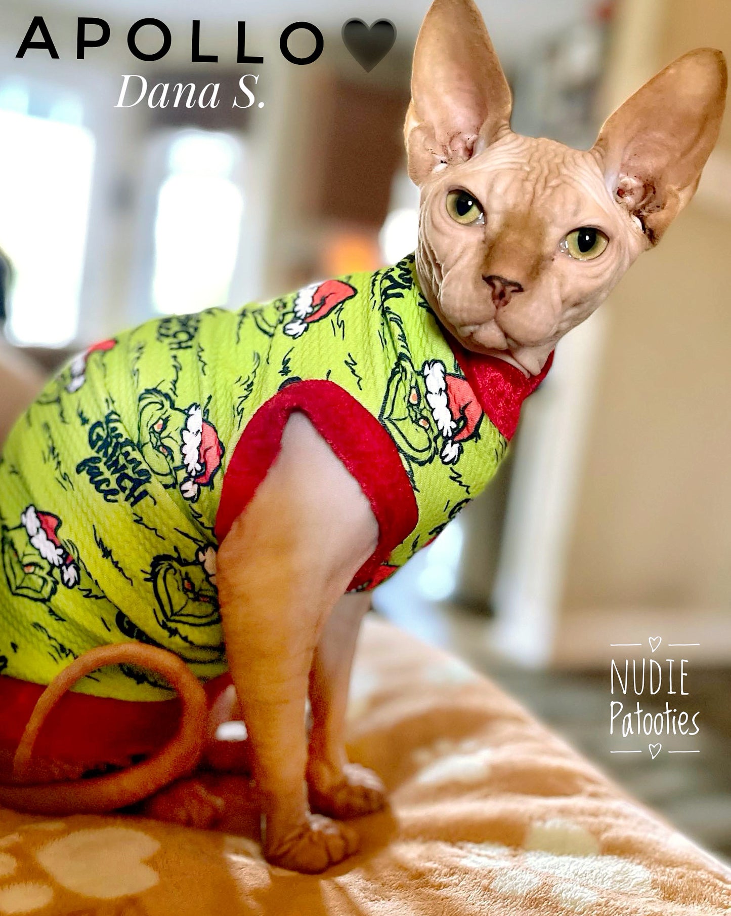 Sphynx cat and kitten Christmas shirt. Sphynx cat clothes.