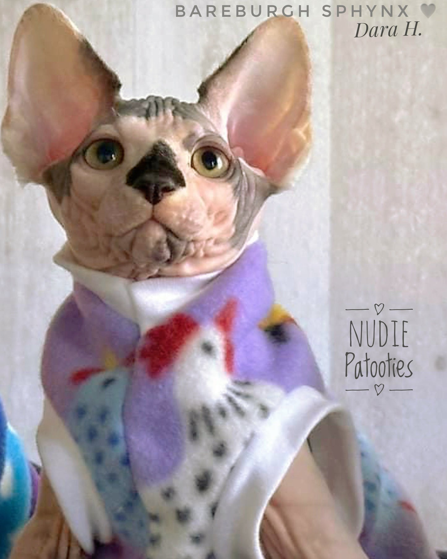 Sphynx cat and kitten shirt. Best sphynx cat and kitten clothes, shirts and swag.
