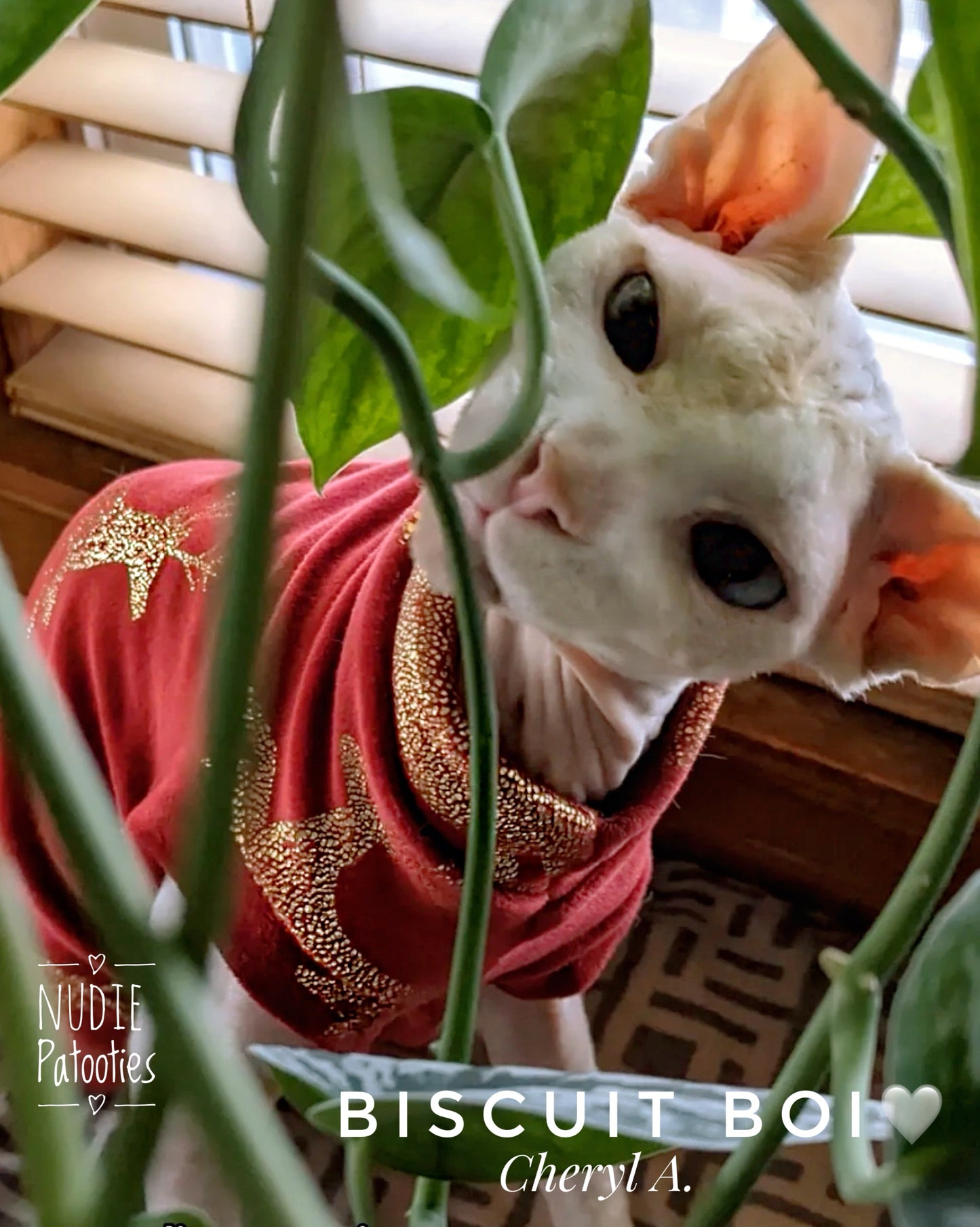 Sphynx cat and kitten fleece shirt. Sphynx cat clothes.