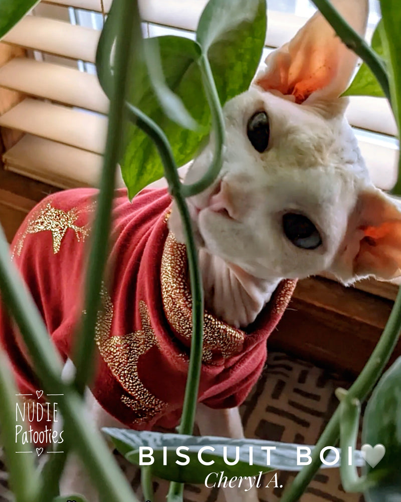 Sphynx cat and kitten fleece shirt. Sphynx cat clothes.