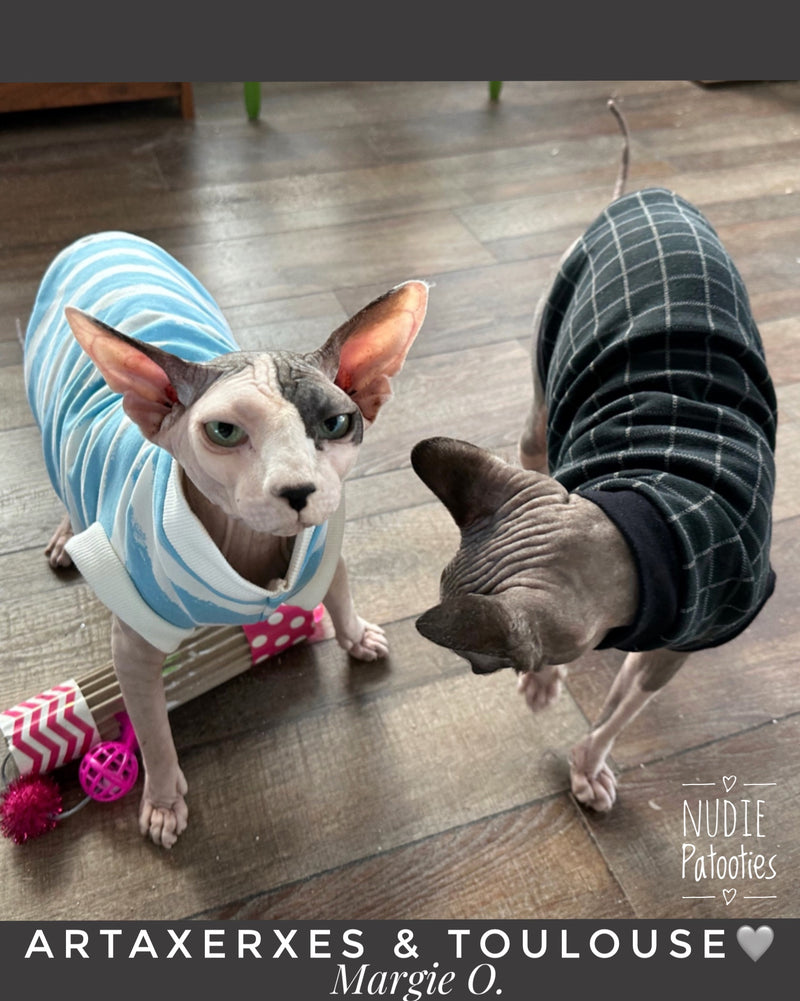Sphynx cat and kitten organic sweatshirt. Sphynx cat clothes