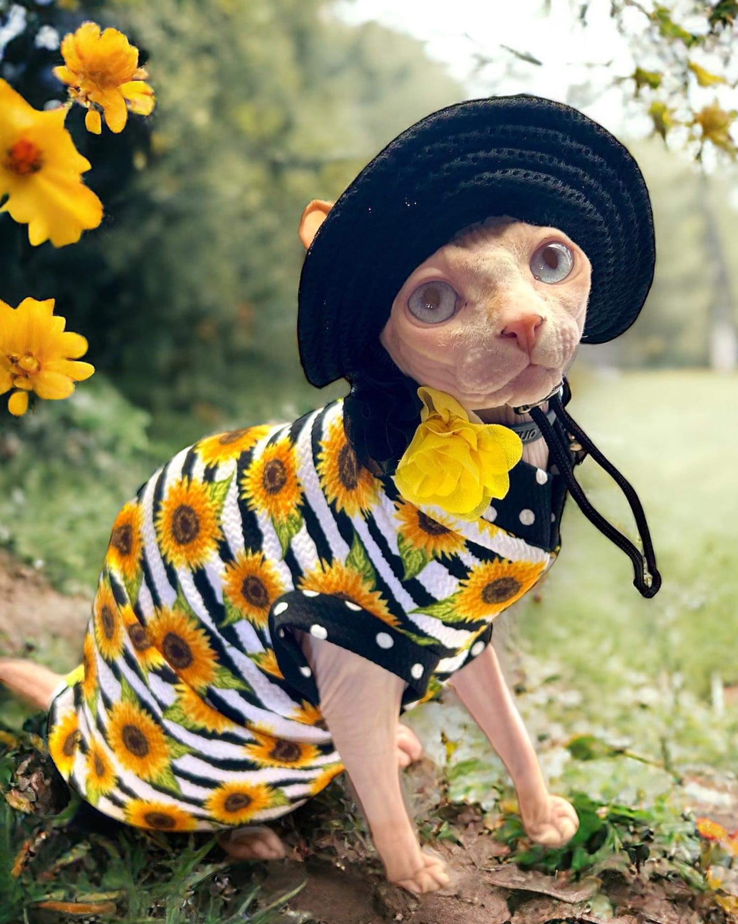 Sphynx cat and kitten shirt. Sphynx cat clothes.
