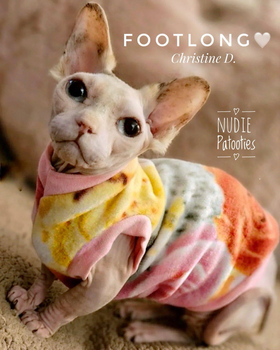 Sphynx cat and kitten shirt. Sphynx cat clothes