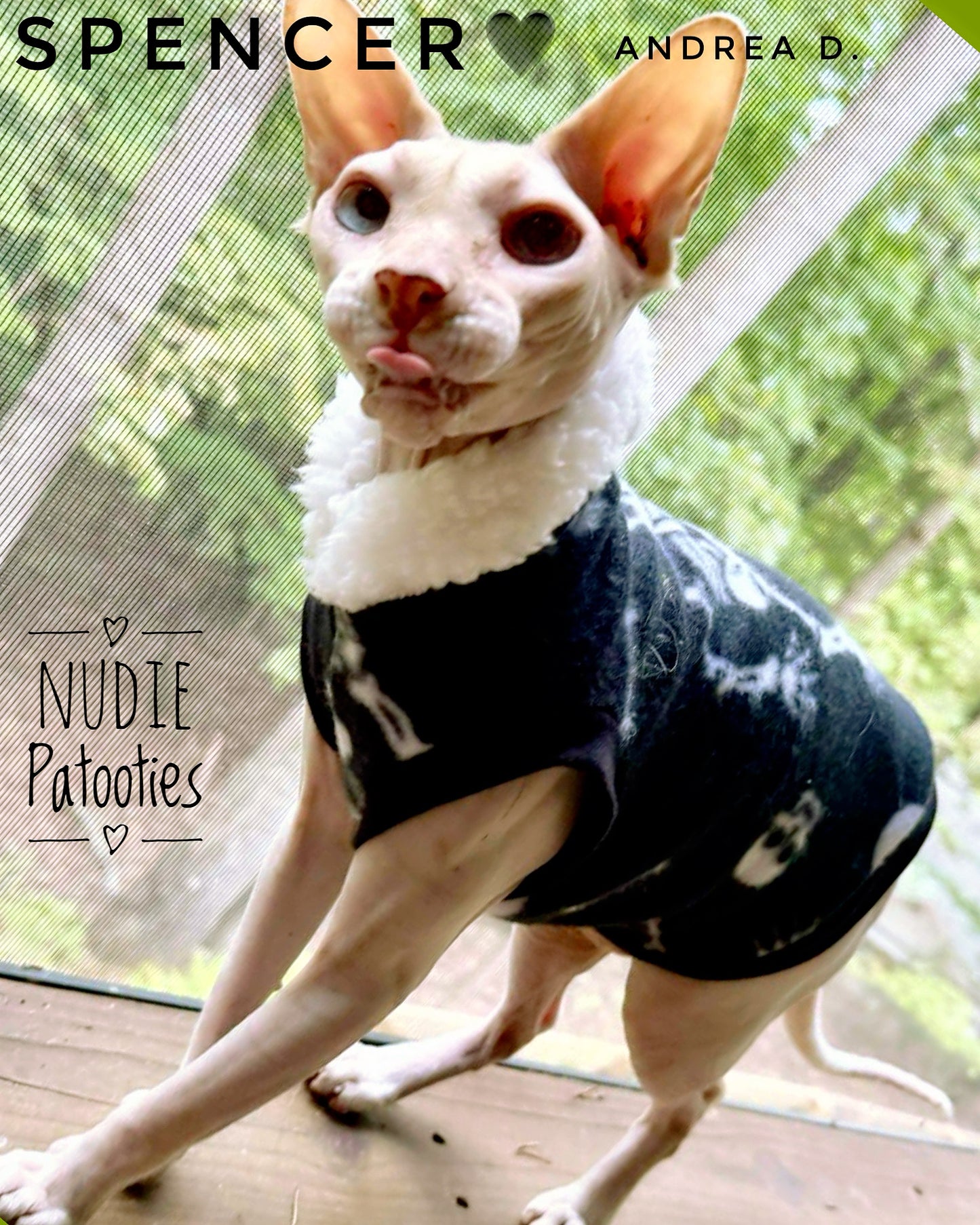 Sphynx cat and kitten shirt. Sphynx cat clothes.