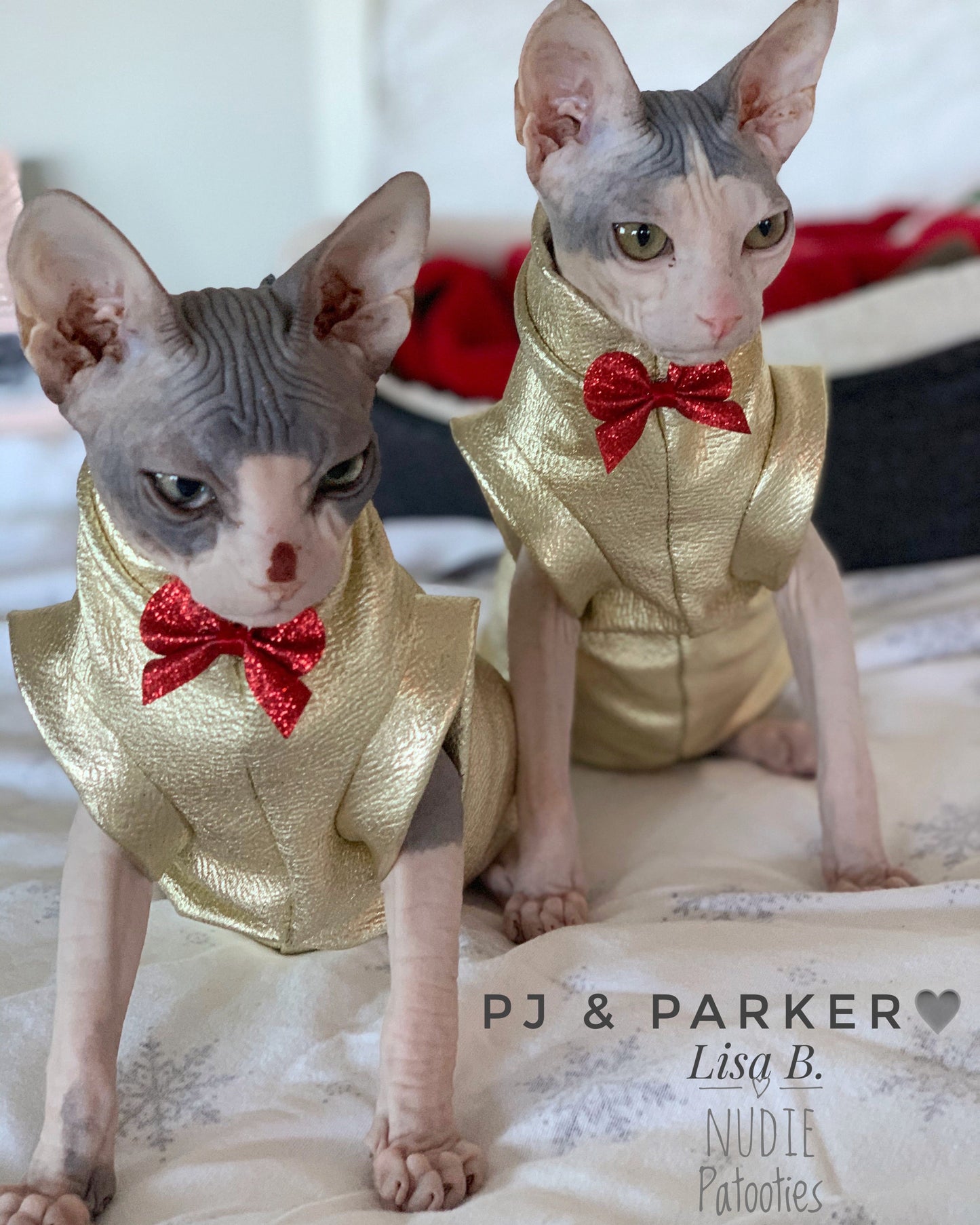 Sphynx cat and kitten shirt. Sphynx cat clothes