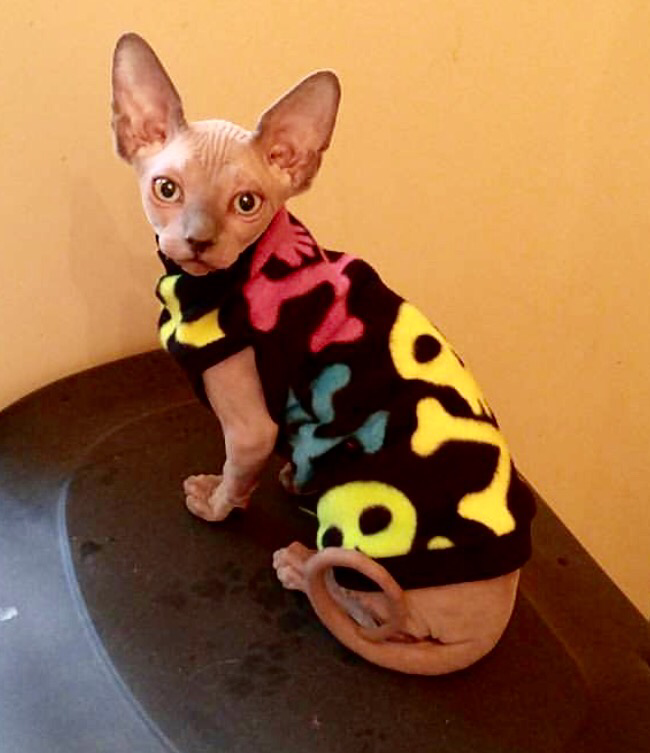 Sphynx Cat Fleece Clothes / clothes for cats/ cat overalls /cat shirt/ cat sweater/ cat sweatshirt/ pet sweater/ Sphynx cat clothes/ Sphynx clothing / cats clothes/ shirt for cat/ cat clothes/ tattoo/ skull/ designer cat clothes/ cat pjs