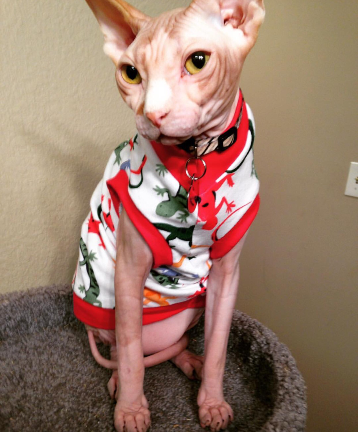 Little Lizards, 100% cotton tshirt for your sphynx cat, bambino, devon rex, cornish rex, Peterbald cat! Sphynx clothes. Cat Clothes. Sphynx kitten clothes. 