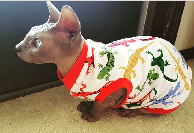 Little Lizards, 100% cotton tshirt for your sphynx cat, bambino, devon rex, cornish rex, Peterbald cat! Sphynx clothes. Cat Clothes. Sphynx kitten clothes.