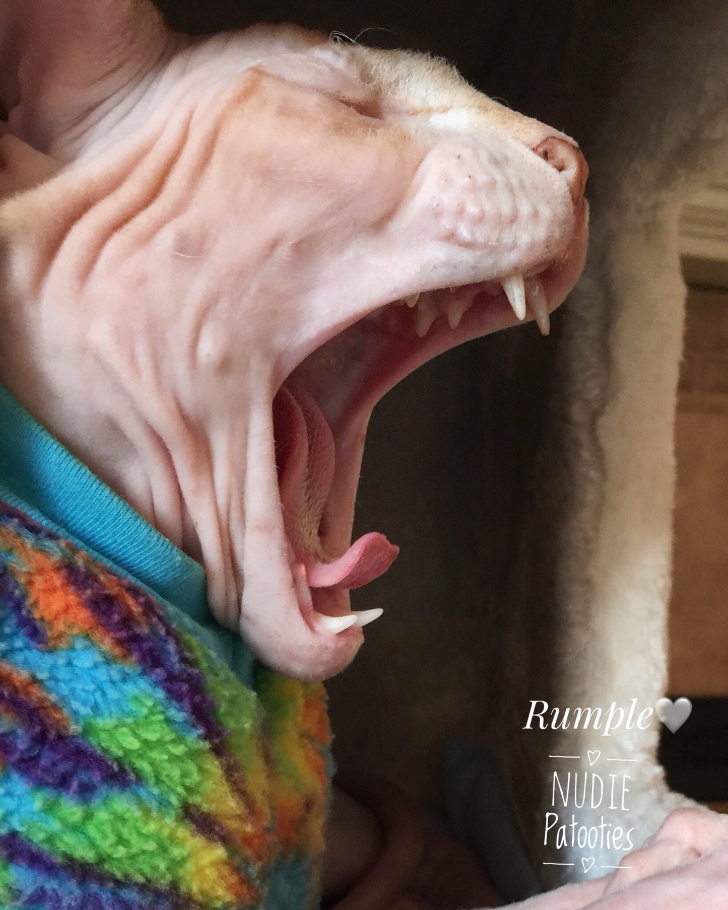 Tie dye fleece shirt for your sphynx cat/kitten, peterbald, cornish rex, devon rex, bambino cat. sphynx clothes, clothes for sphynx, cat clothes, cat shirt, nudie patooties