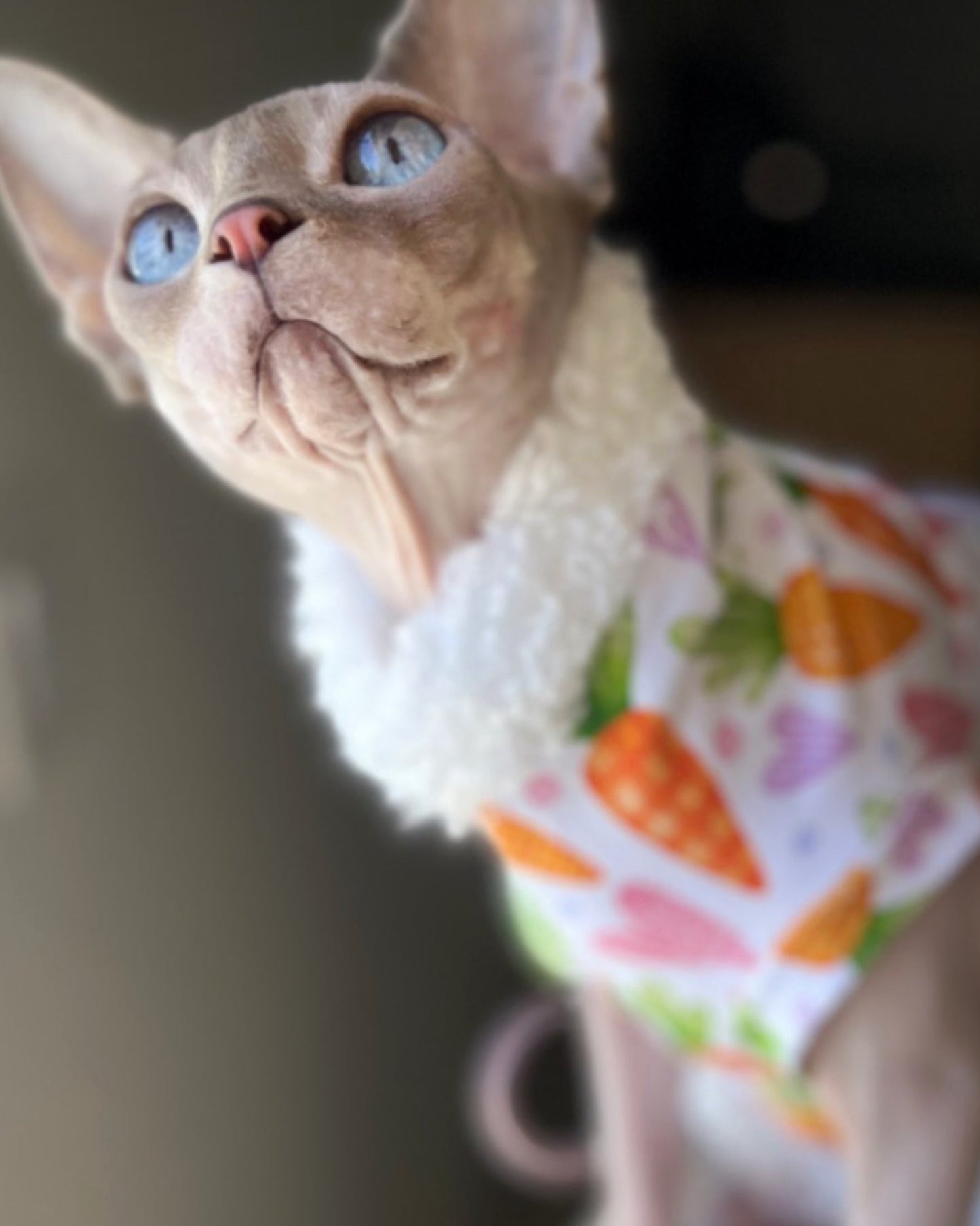 Sphynx cat Easter shirt with carrots, hearts and fur trim. Sphynx cat clothes