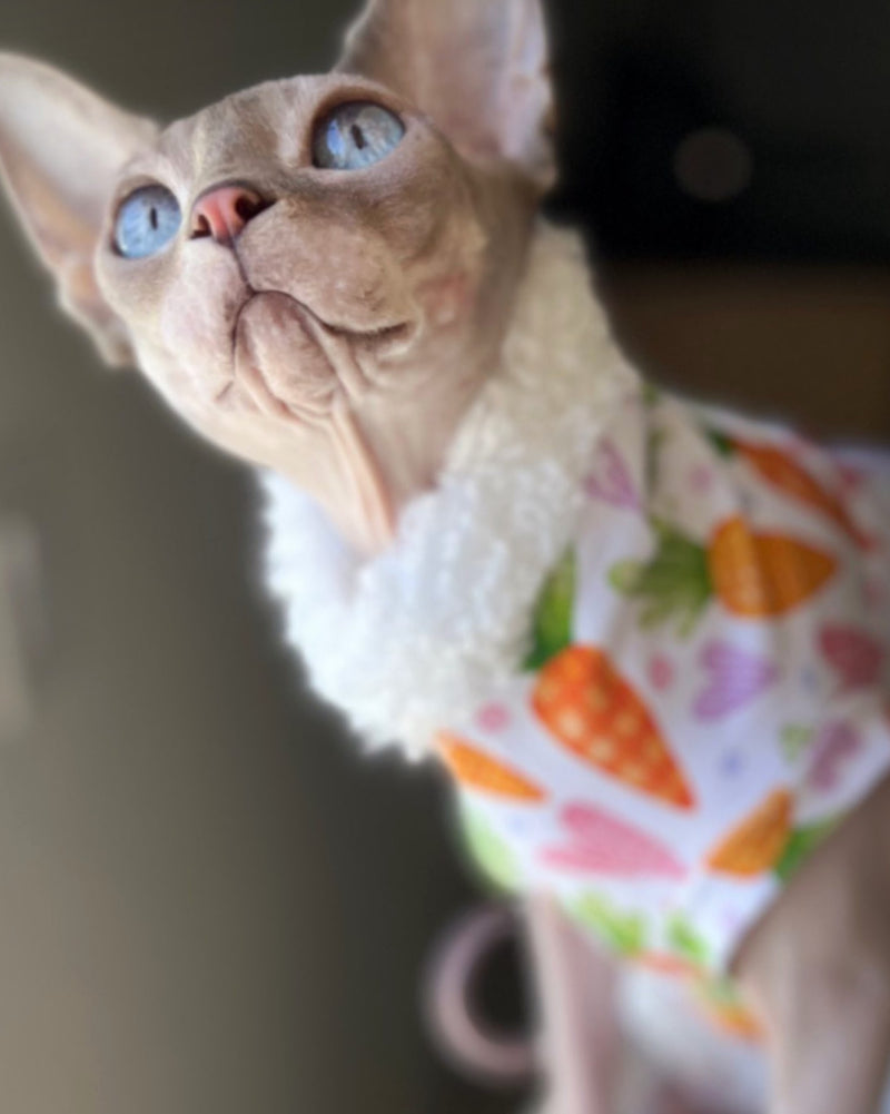Sphynx cat Easter shirt with carrots, hearts and fur trim. Sphynx cat clothes