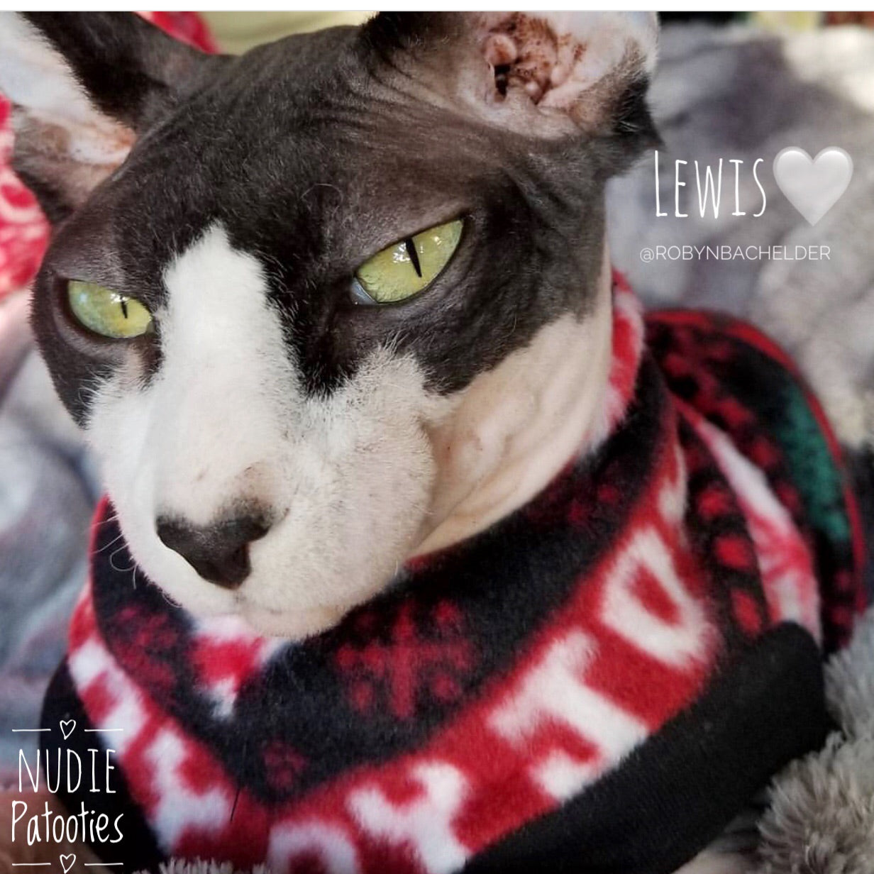 Christmas Stripe Fleece "Joy" - Nudie Patooties  Sphynx cat clothes for your sphynx cat, sphynx kitten, Donskoy, Bambino Cat, cornish rex, peterbald and devon rex cat. 
