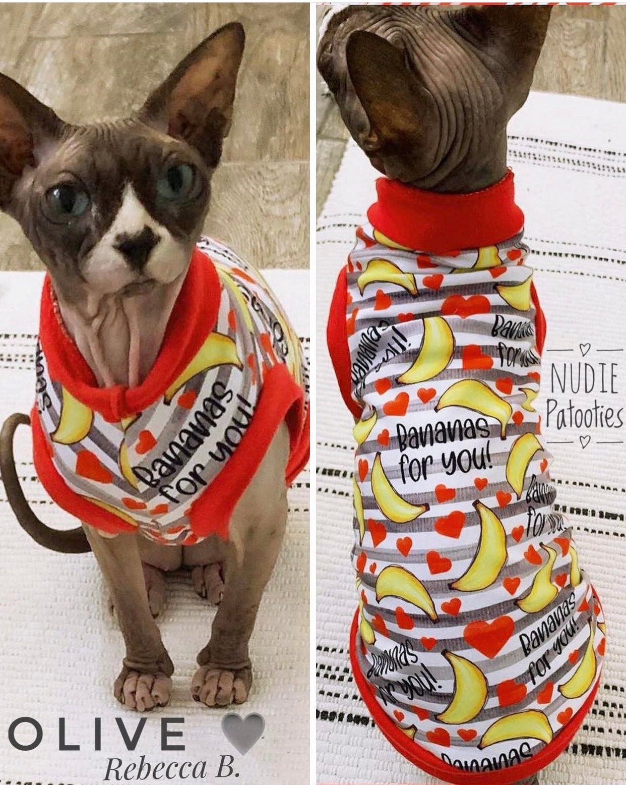 Sphynx cat and kitten shirt. Sphynx cat clothes.