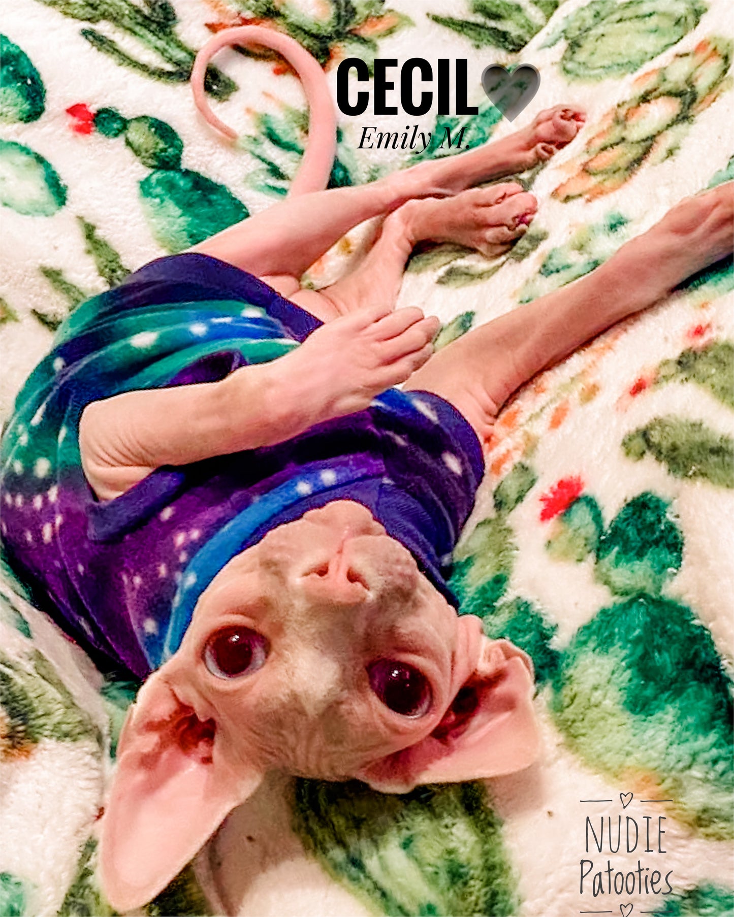 Warm sphynx cat and kitten fleece shirt sweater. Sphynx cat clothes.
