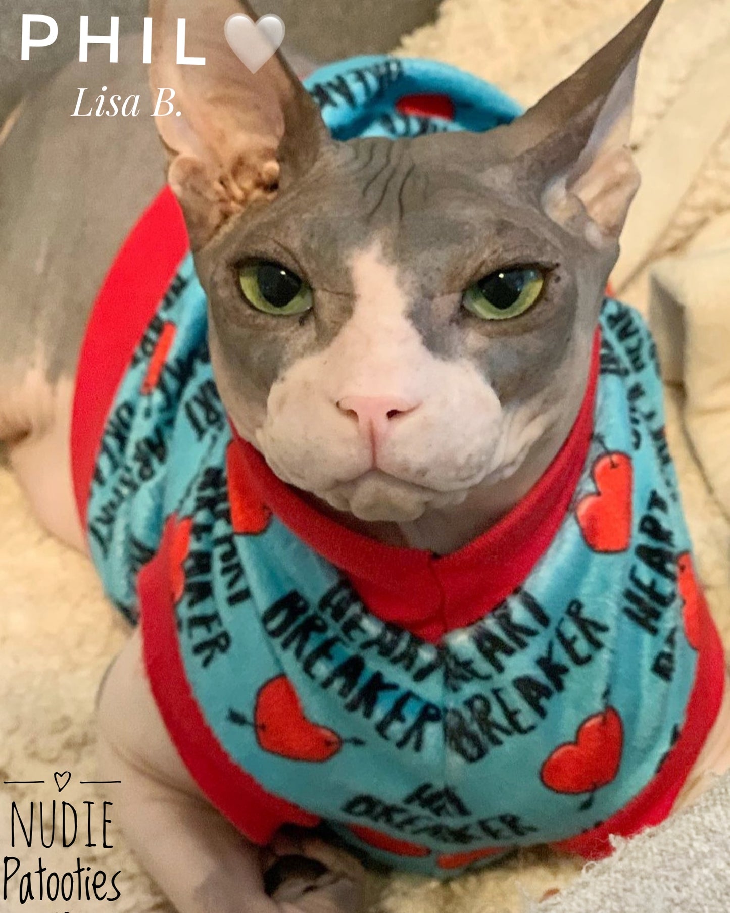Sphynx cat and kitten shirt. Sphynx cat clothes