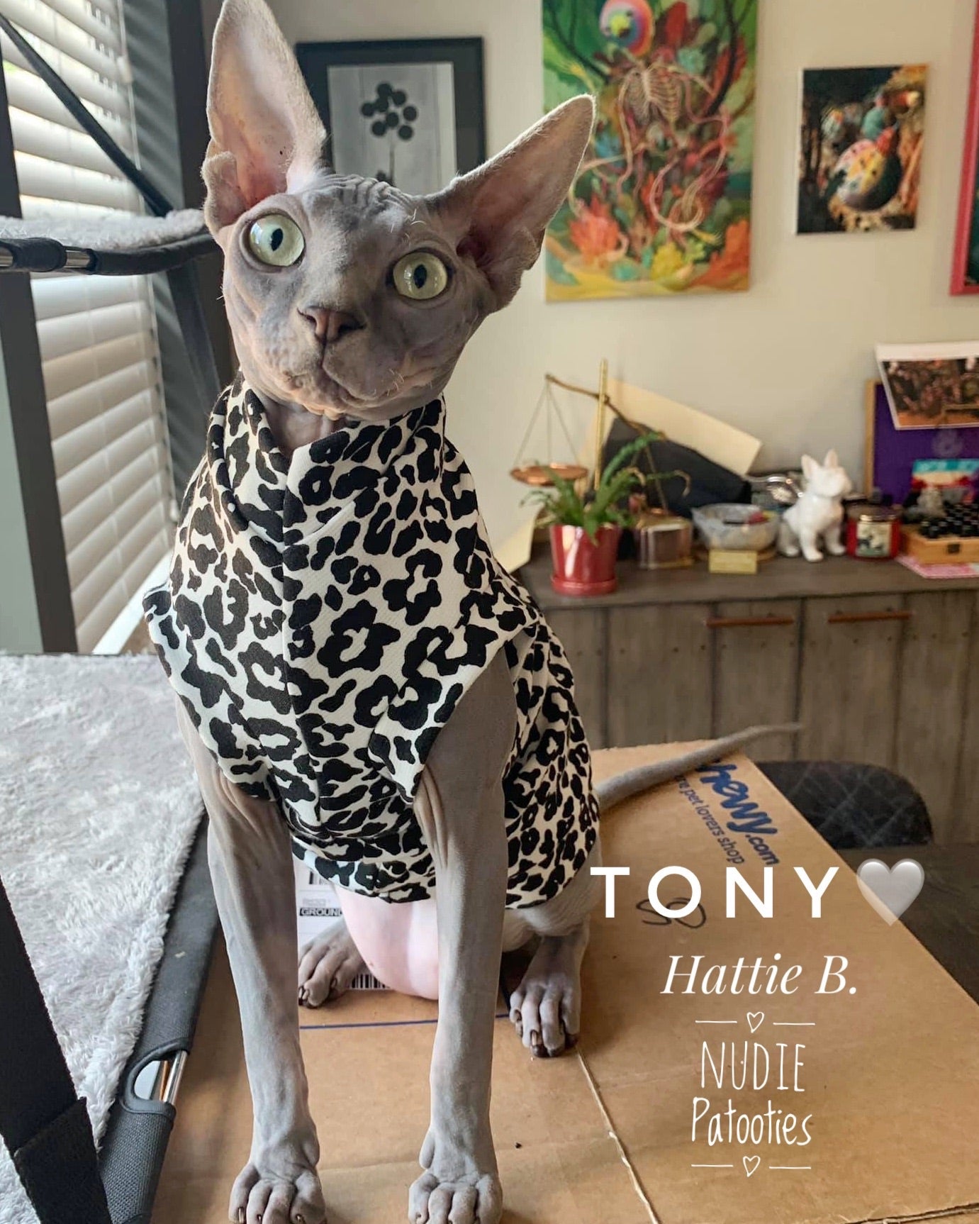 Black and White Cheetah - Nudie Patooties Sphynx cat clothes for your sphynx cat, sphynx kitten, Donskoy, Bambino Cat, cornish rex, peterbald and devon rex cat.